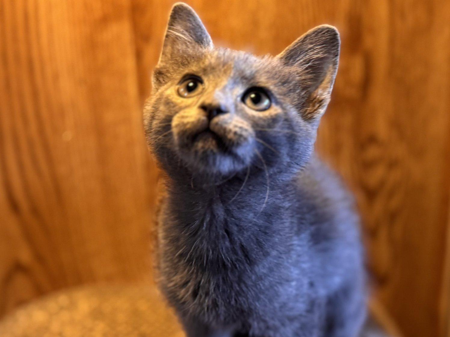 Toasted, an adoptable Domestic Short Hair, Tabby in Republic, WA, 99166 | Photo Image 4