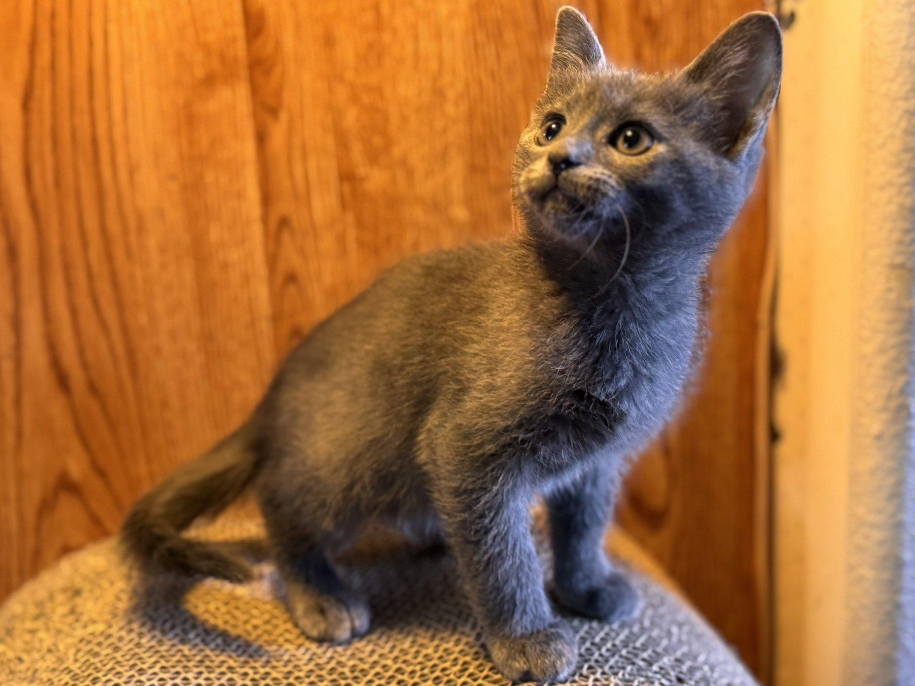 Toasted, an adoptable Domestic Short Hair, Tabby in Republic, WA, 99166 | Photo Image 5