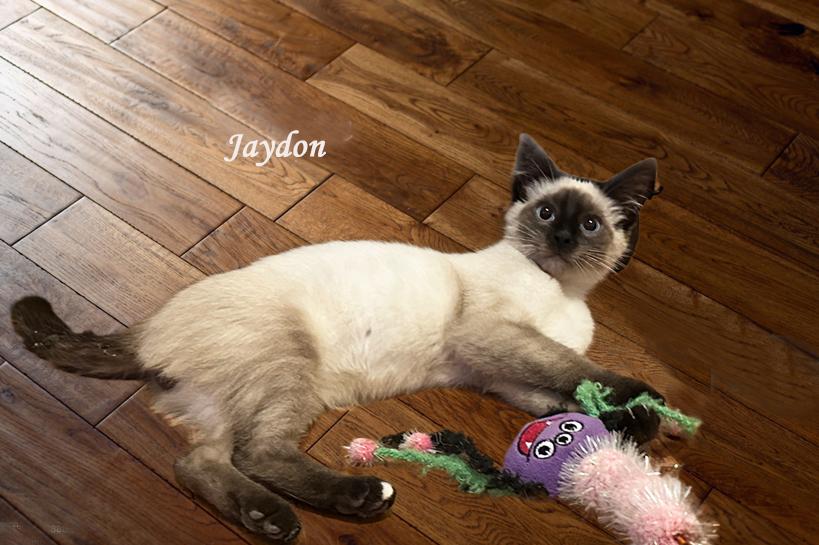 Cat available for adoption - (586) 825-3350