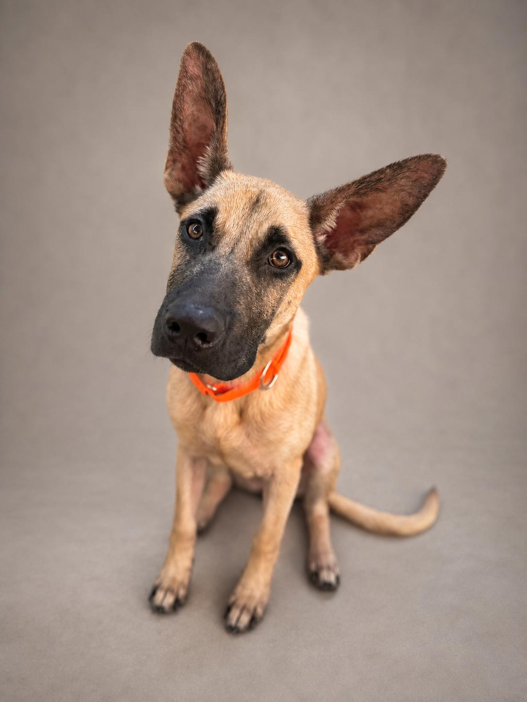 Enlarge Axel, a ADOPTABLE mixed breed in Navarre, FL image 1/3