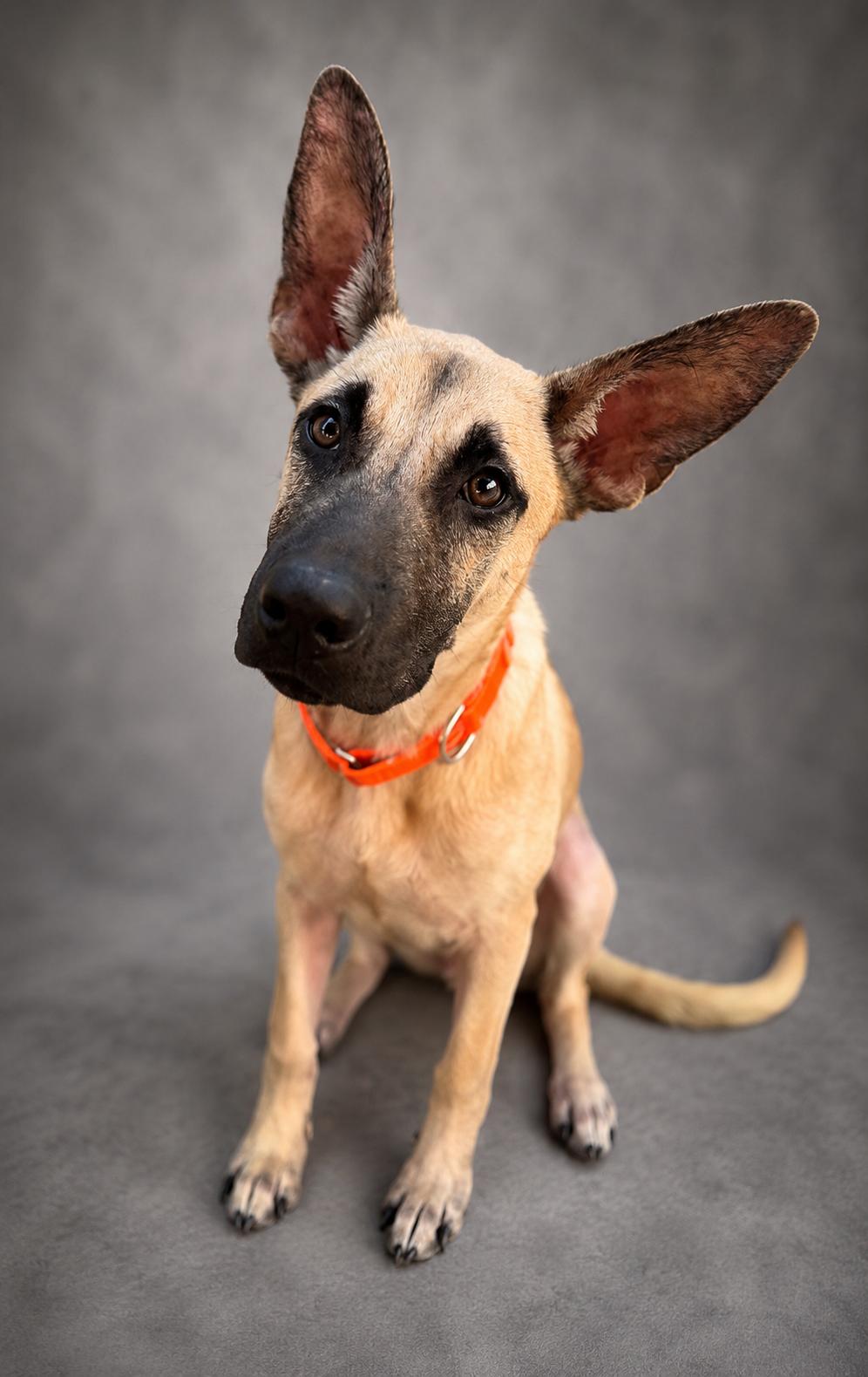Enlarge Axel, a ADOPTABLE mixed breed in Navarre, FL image 2/3