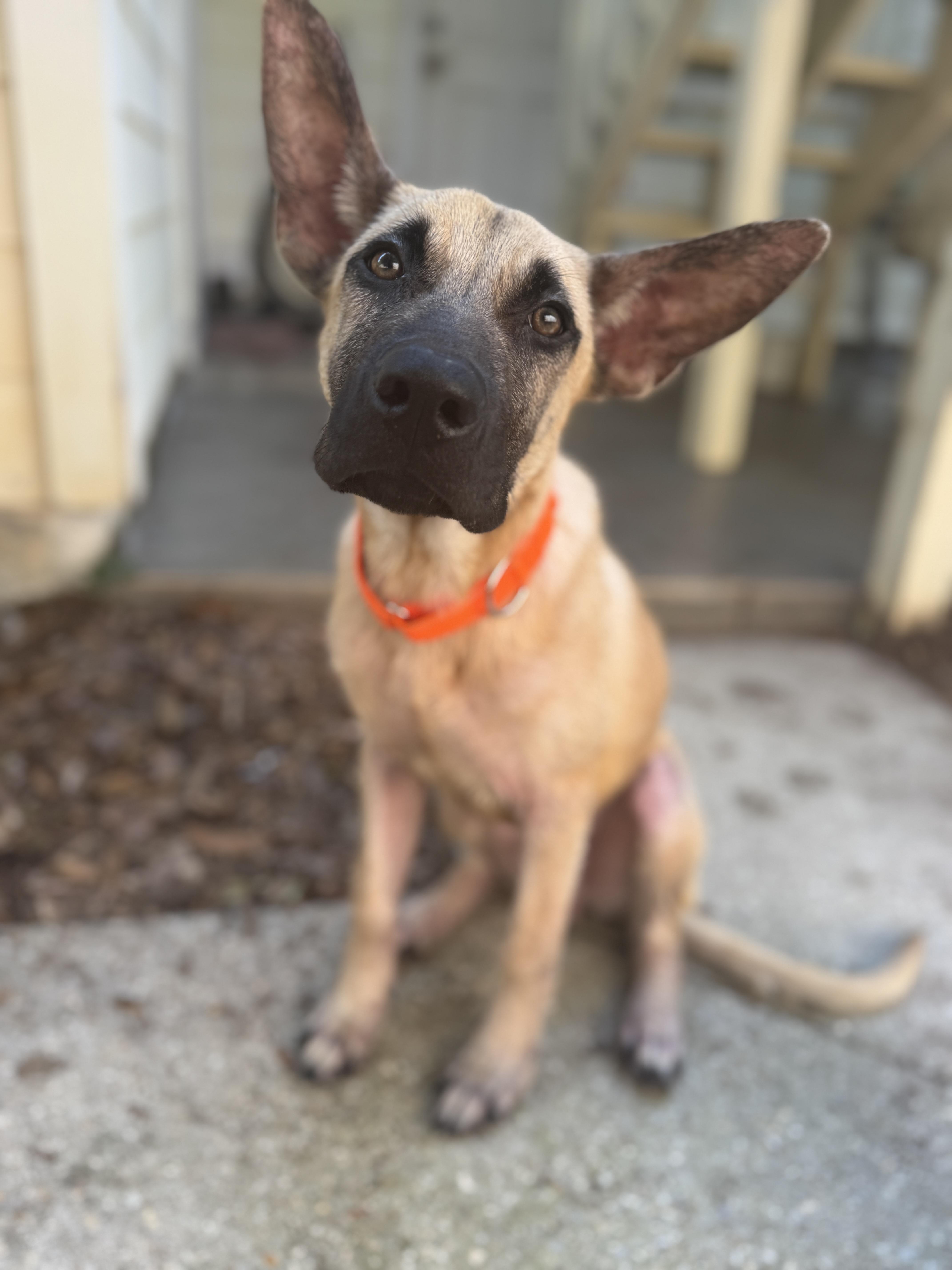 Enlarge Axel, a ADOPTABLE mixed breed in Navarre, FL image 3/3