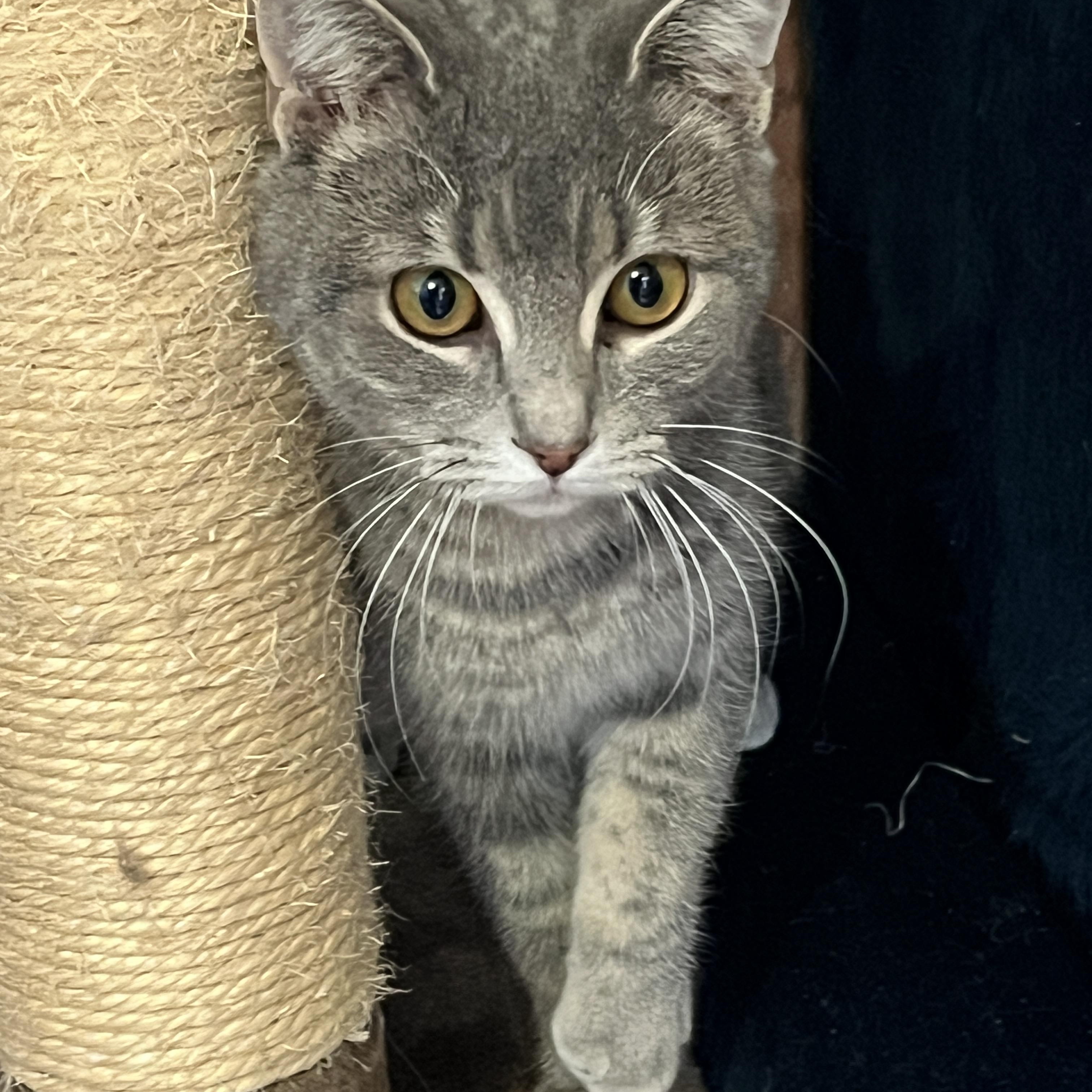 NEVA (CR/SC), adopted, Young Female Domestic Short Hair.