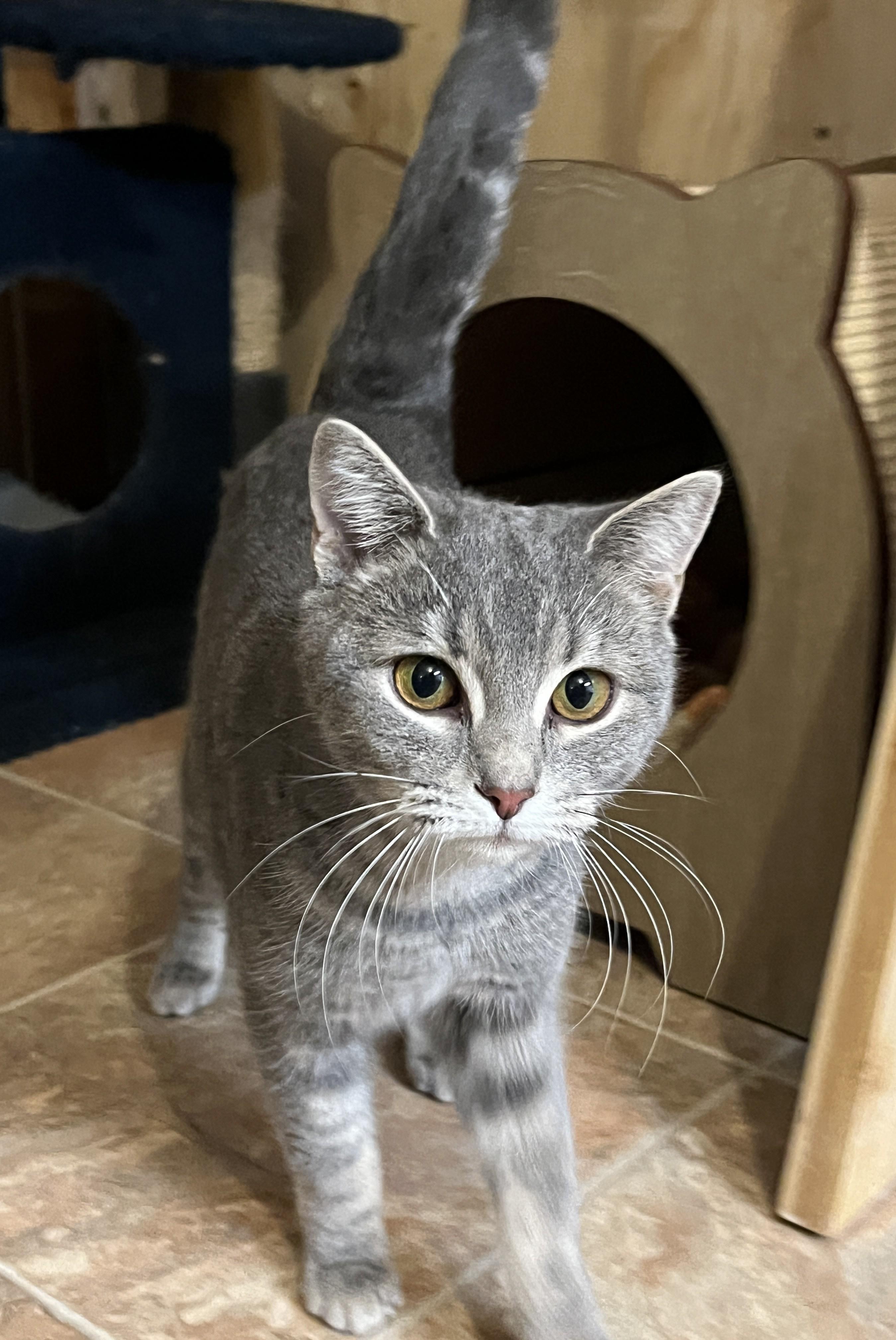 Enlarge NEVA (CR/SC), an adopted Domestic Short Hair in Sainte-Angele-de-Monnoir, QC image 4/6