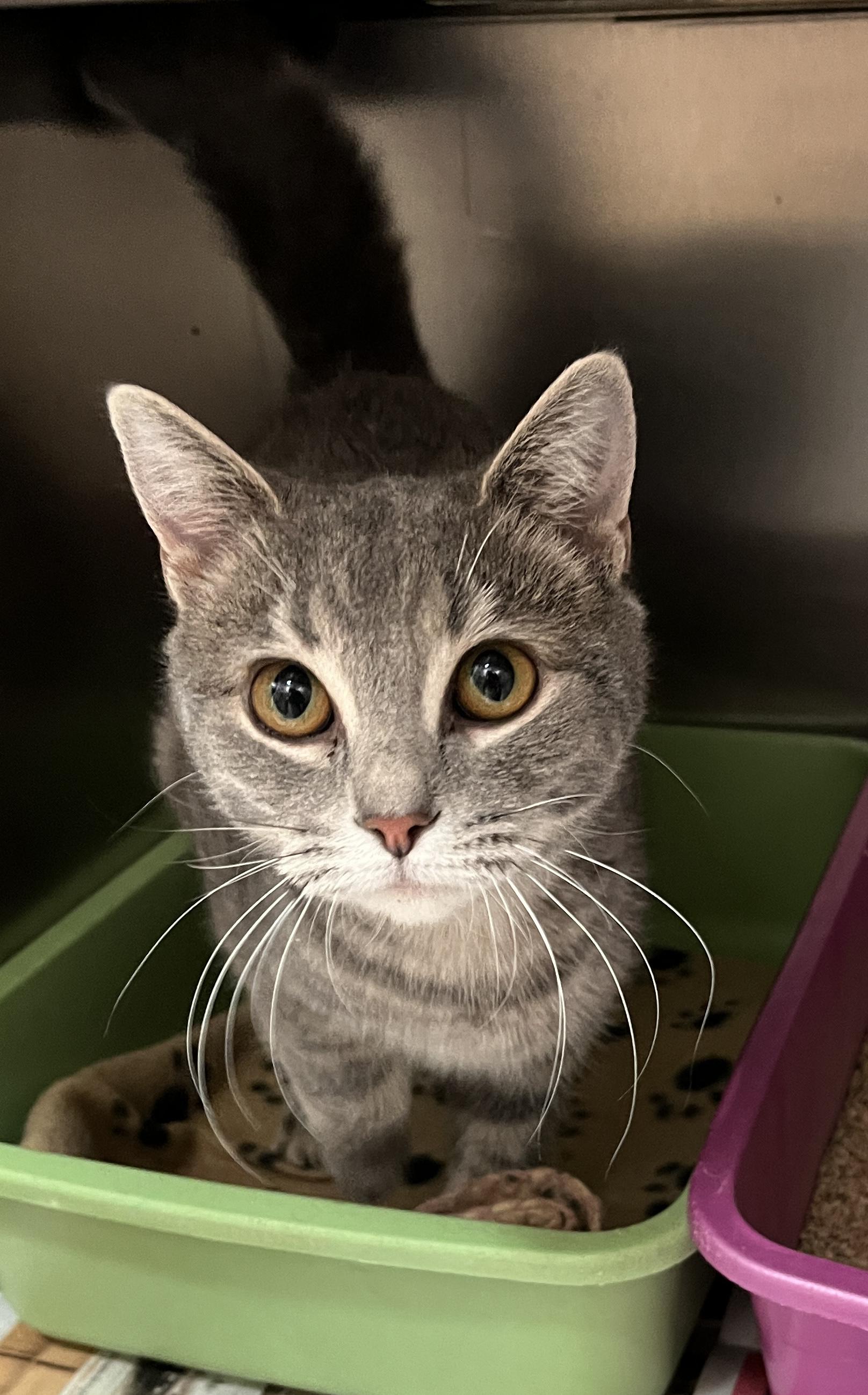 Enlarge NEVA (CR/SC), an adopted Domestic Short Hair in Sainte-Angele-de-Monnoir, QC image 2/6