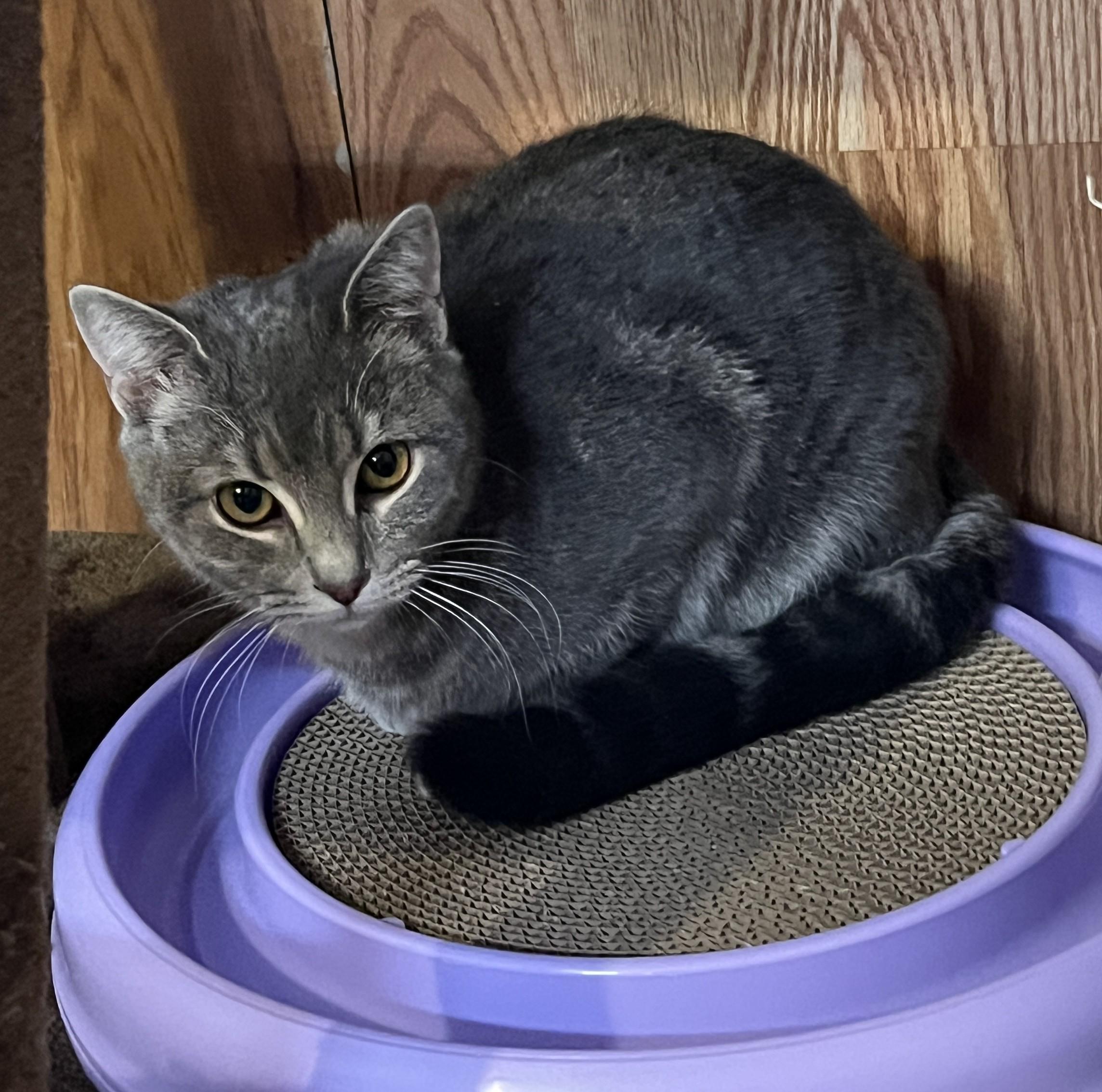 Enlarge NEVA (CR/SC), an adopted Domestic Short Hair in Sainte-Angele-de-Monnoir, QC image 5/6