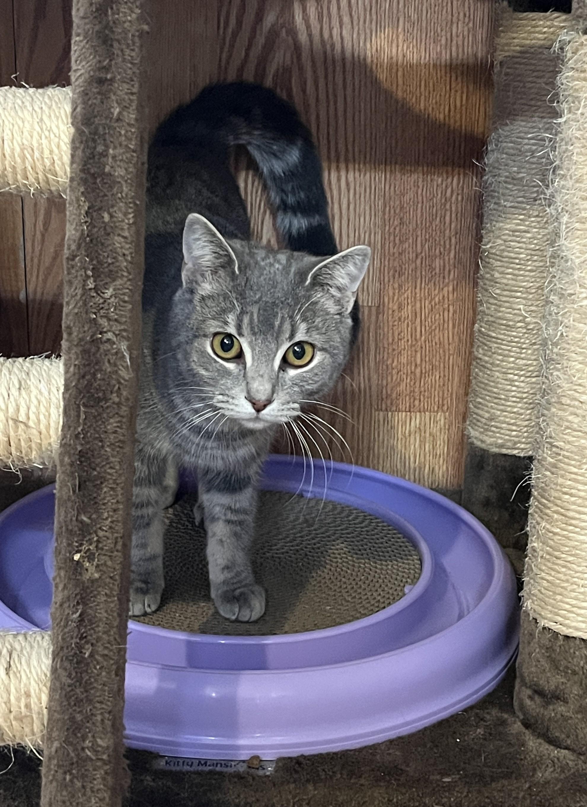 Enlarge NEVA (CR/SC), an adopted Domestic Short Hair in Sainte-Angele-de-Monnoir, QC image 3/6