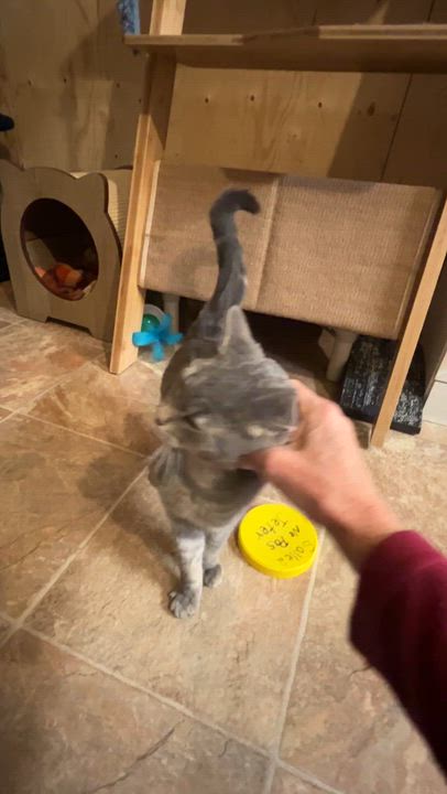 Enlarge NEVA (CR/SC), an adopted Domestic Short Hair in Sainte-Angele-de-Monnoir, QC video 6/6