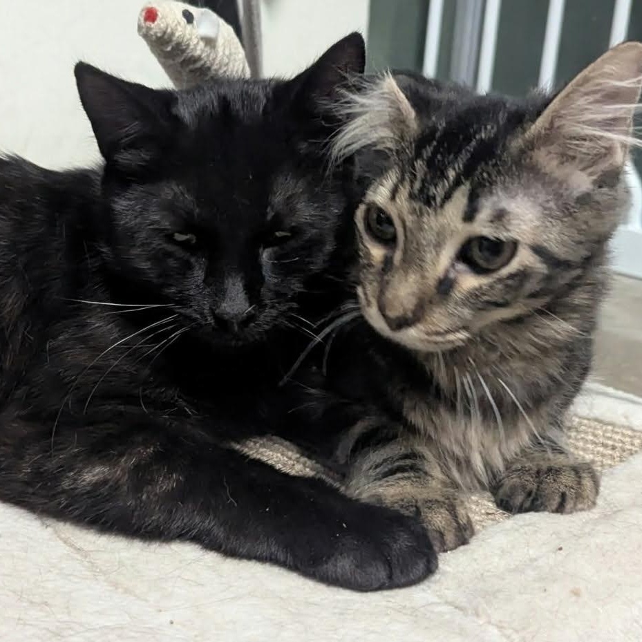 FLAME, an adopted Domestic Short Hair in Loveland, CO image 2/6