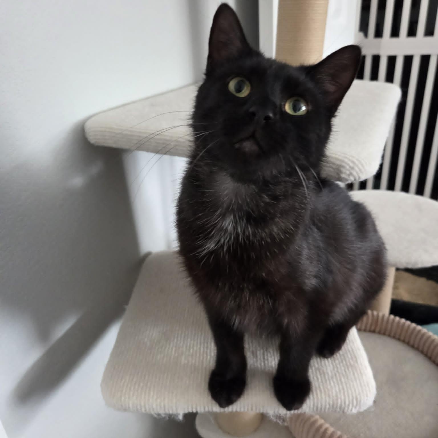 FLAME, an adopted Domestic Short Hair in Loveland, CO image 1/6