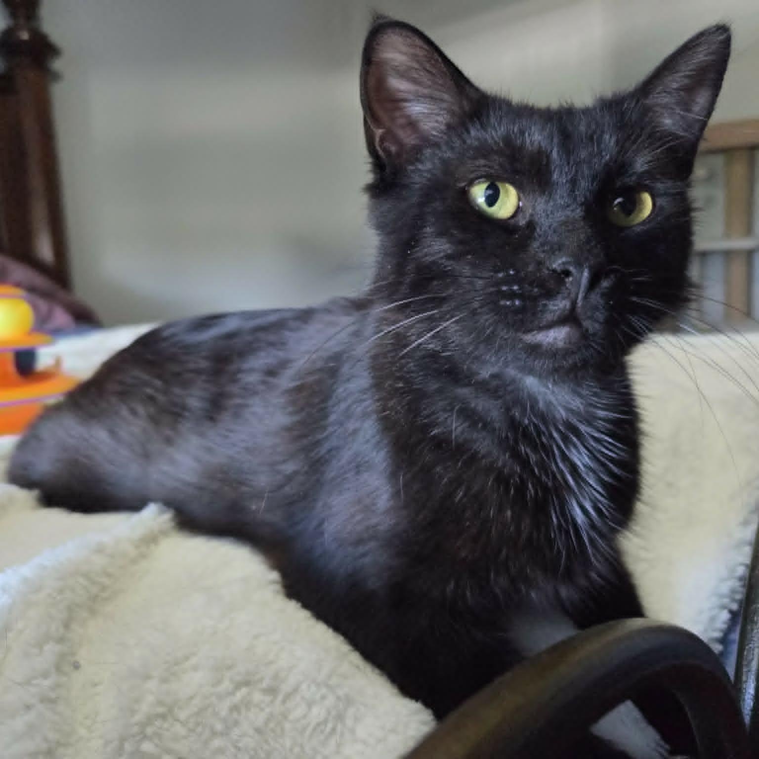 FLAME, an adopted Domestic Short Hair in Loveland, CO image 5/6