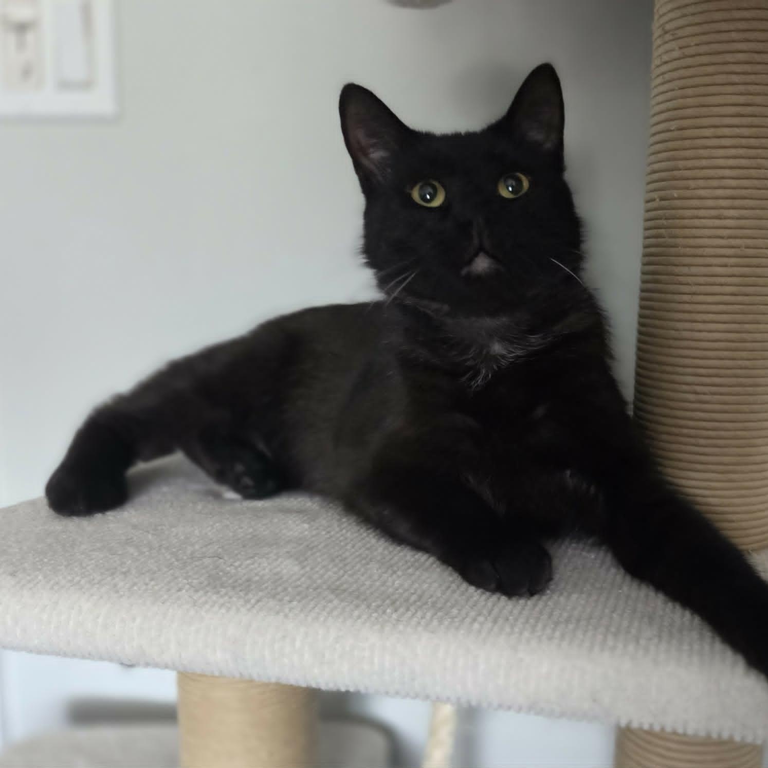 FLAME, an adopted Domestic Short Hair in Loveland, CO image 6/6