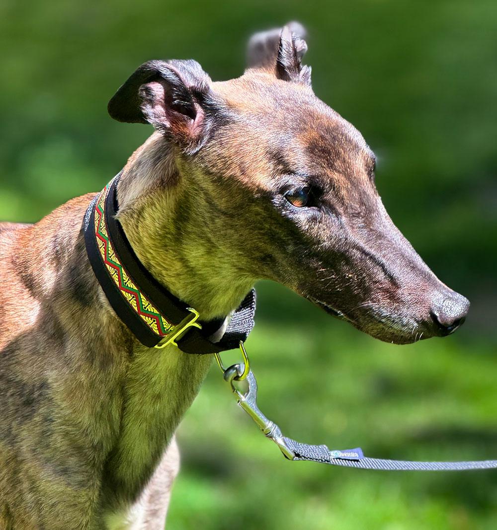 Enlarge Eric, a ADOPTABLE Greyhound in Ware, MA image 2/3