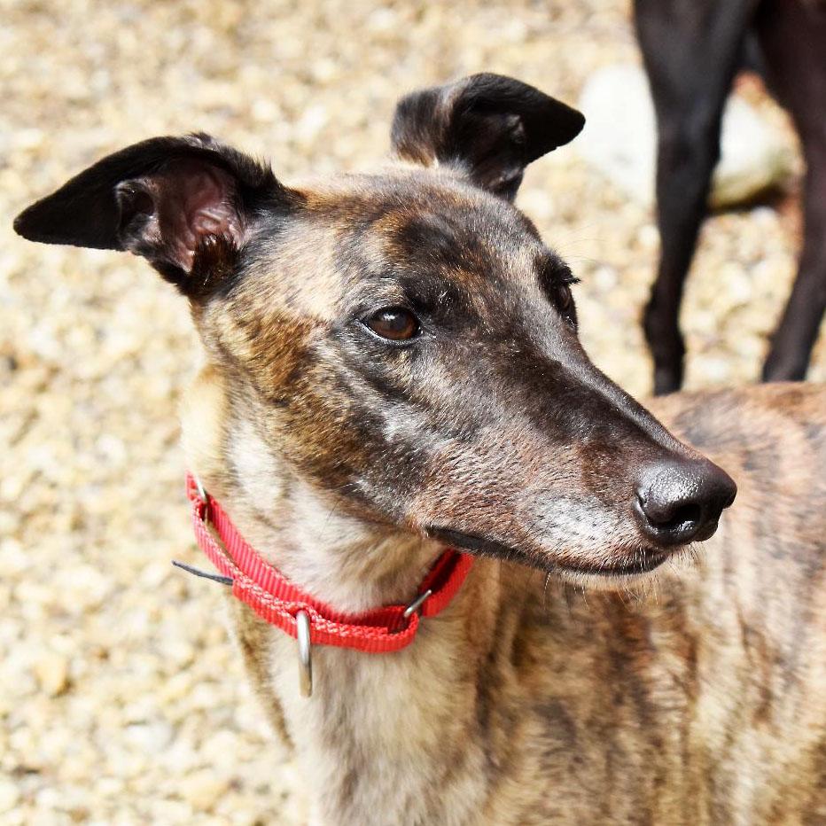 Eric, ADOPTABLE, Adult Male Greyhound.