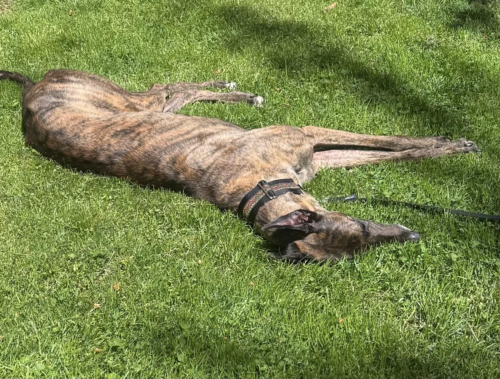 Enlarge Eric, a ADOPTABLE Greyhound in Ware, MA image 3/3