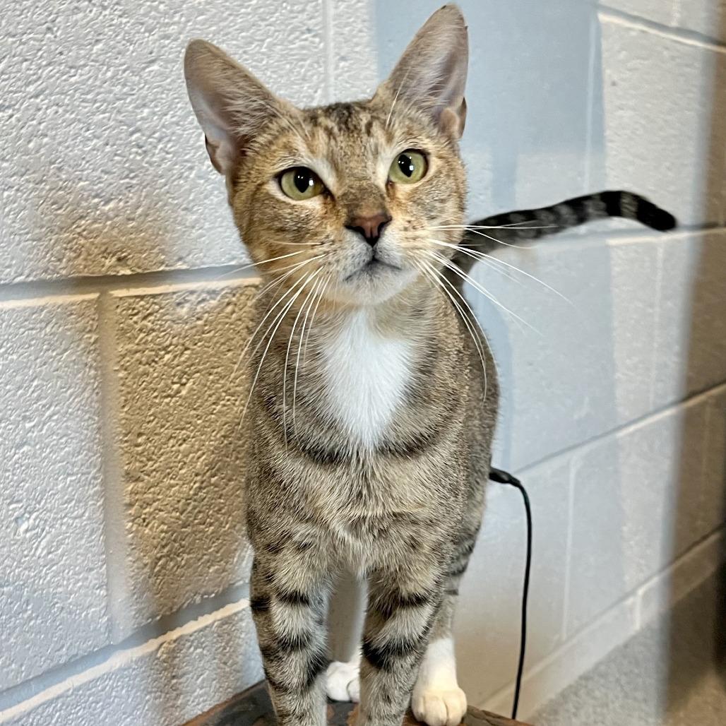 Honey Lemon, Adoptable, Adult Female Domestic Short Hair.