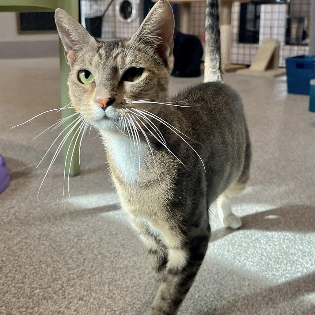 Enlarge Honey Lemon, a Adoptable Domestic Short Hair in Englewood, FL image 2/3