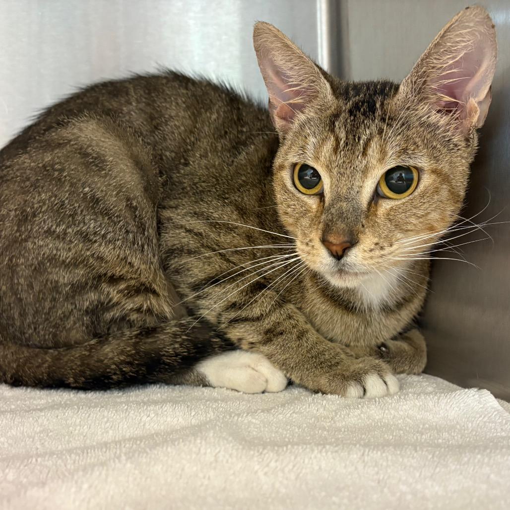 Enlarge Honey Lemon, a Adoptable Domestic Short Hair in Englewood, FL image 3/3