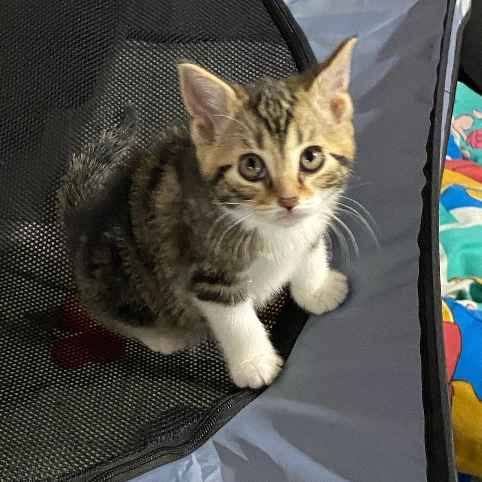 Enlarge Sweet Tart  (Beauty sprinkled with  loving sweetness) , an adopted Tabby in Macomb, MI image 2/3