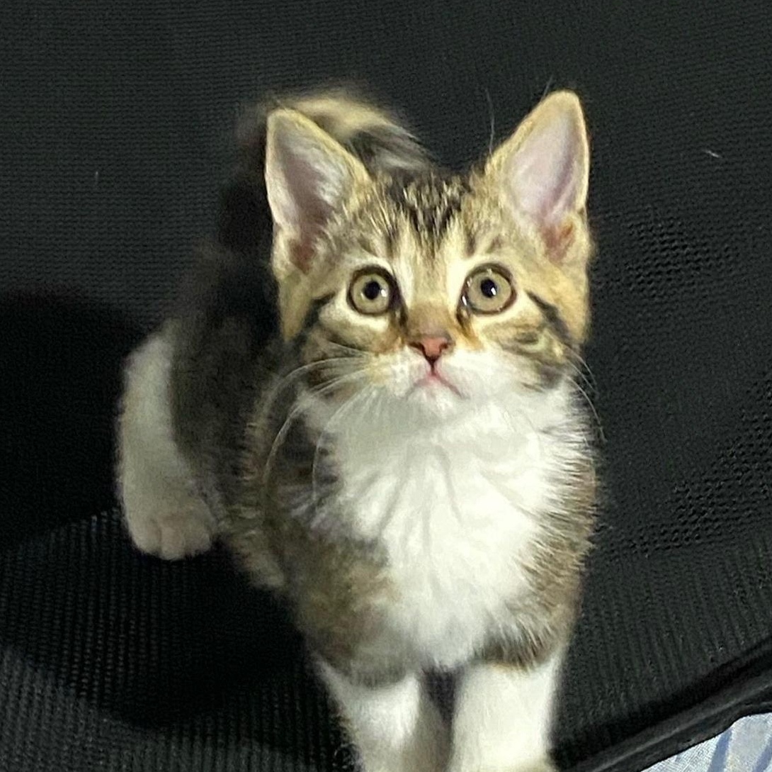 Enlarge Sweet Tart  (Beauty sprinkled with  loving sweetness) , an adopted Tabby in Macomb, MI image 1/3