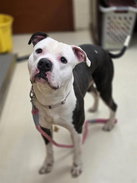 TOAD, Adoptable, Adult Male Pit Bull Terrier & Mixed Breed.