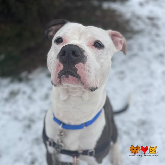 TOAD, Adoptable, Adult Male Pit Bull Terrier & Mixed Breed.