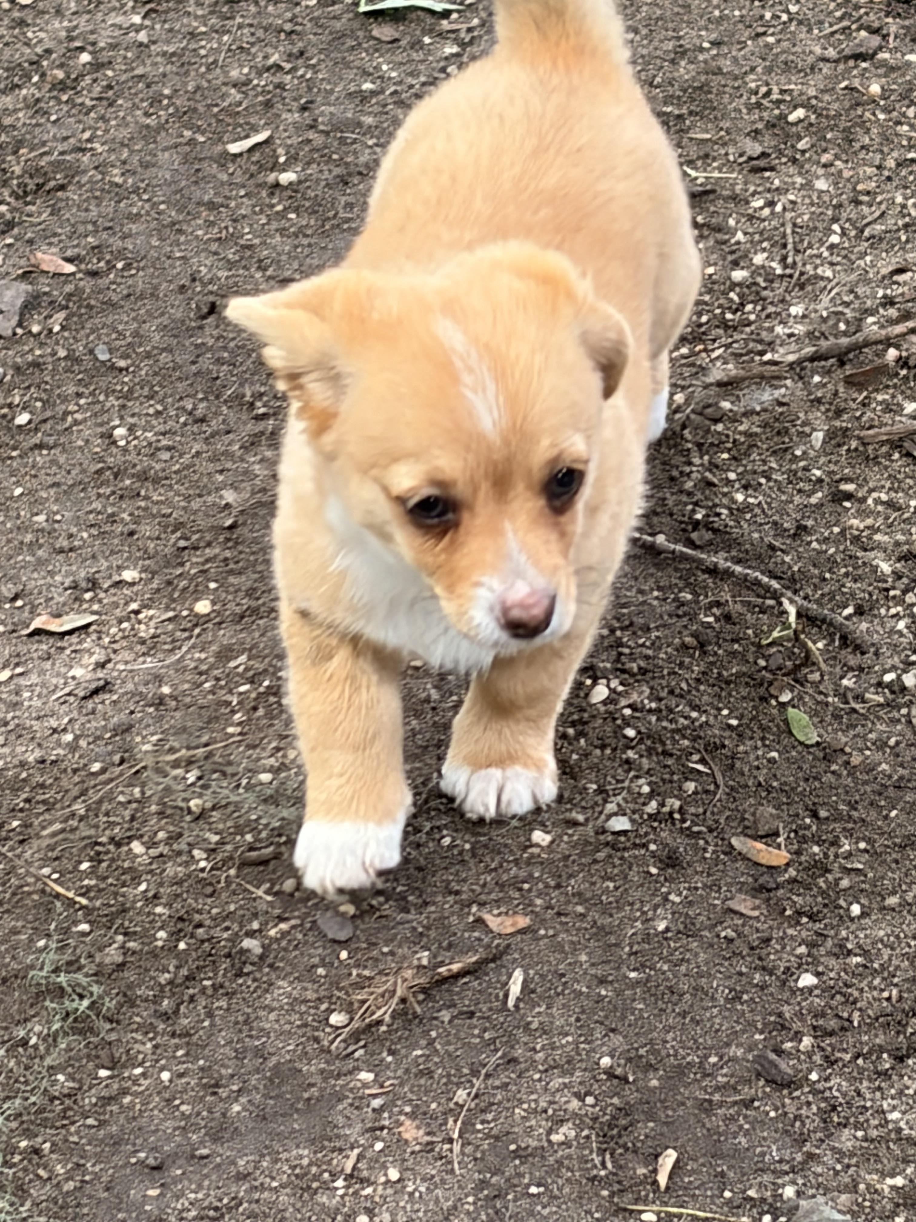 Tater, an adoptable Corgi in Byron, IL image 6/6