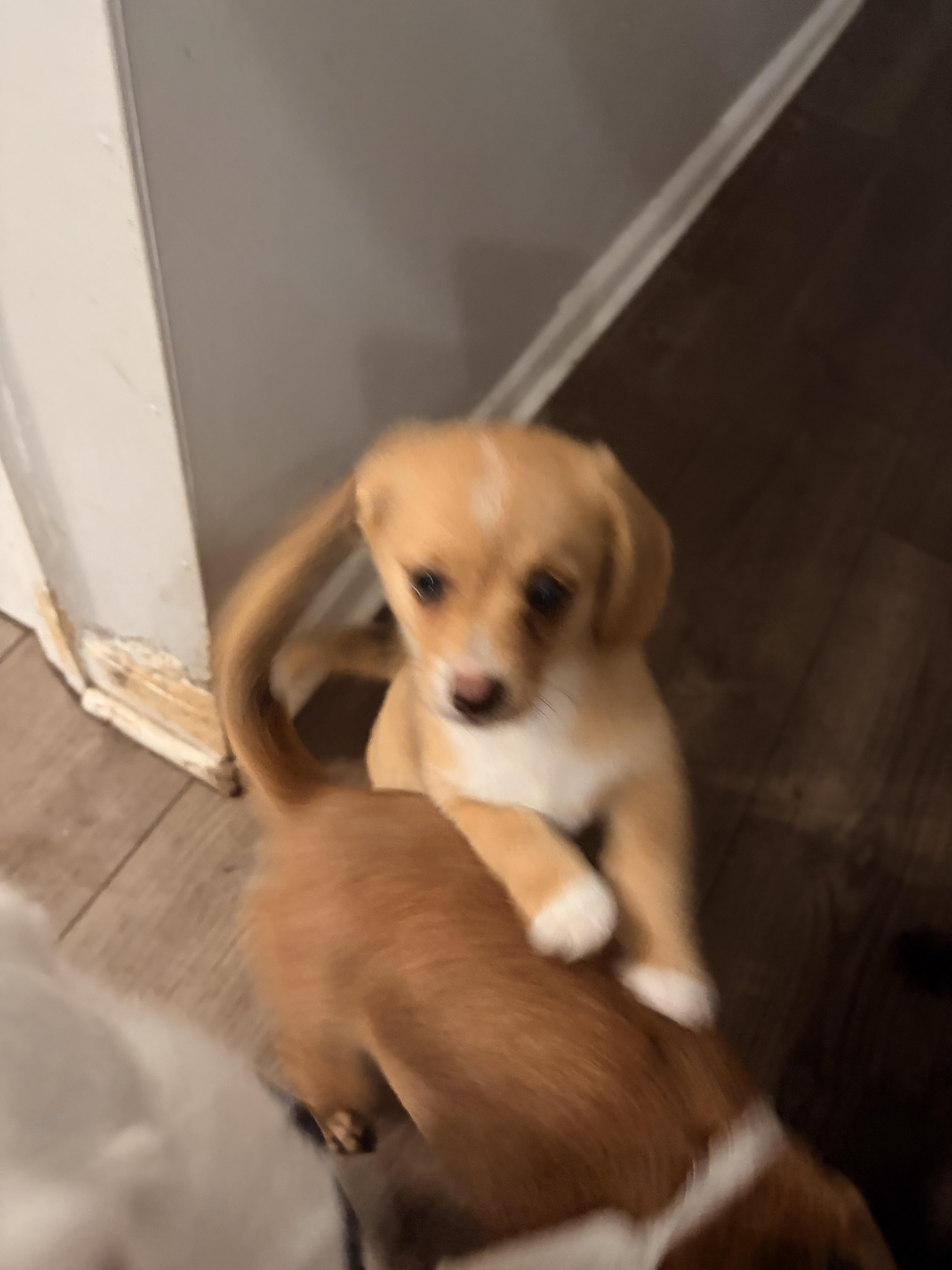 Tater, an adoptable Corgi in Byron, IL image 4/6