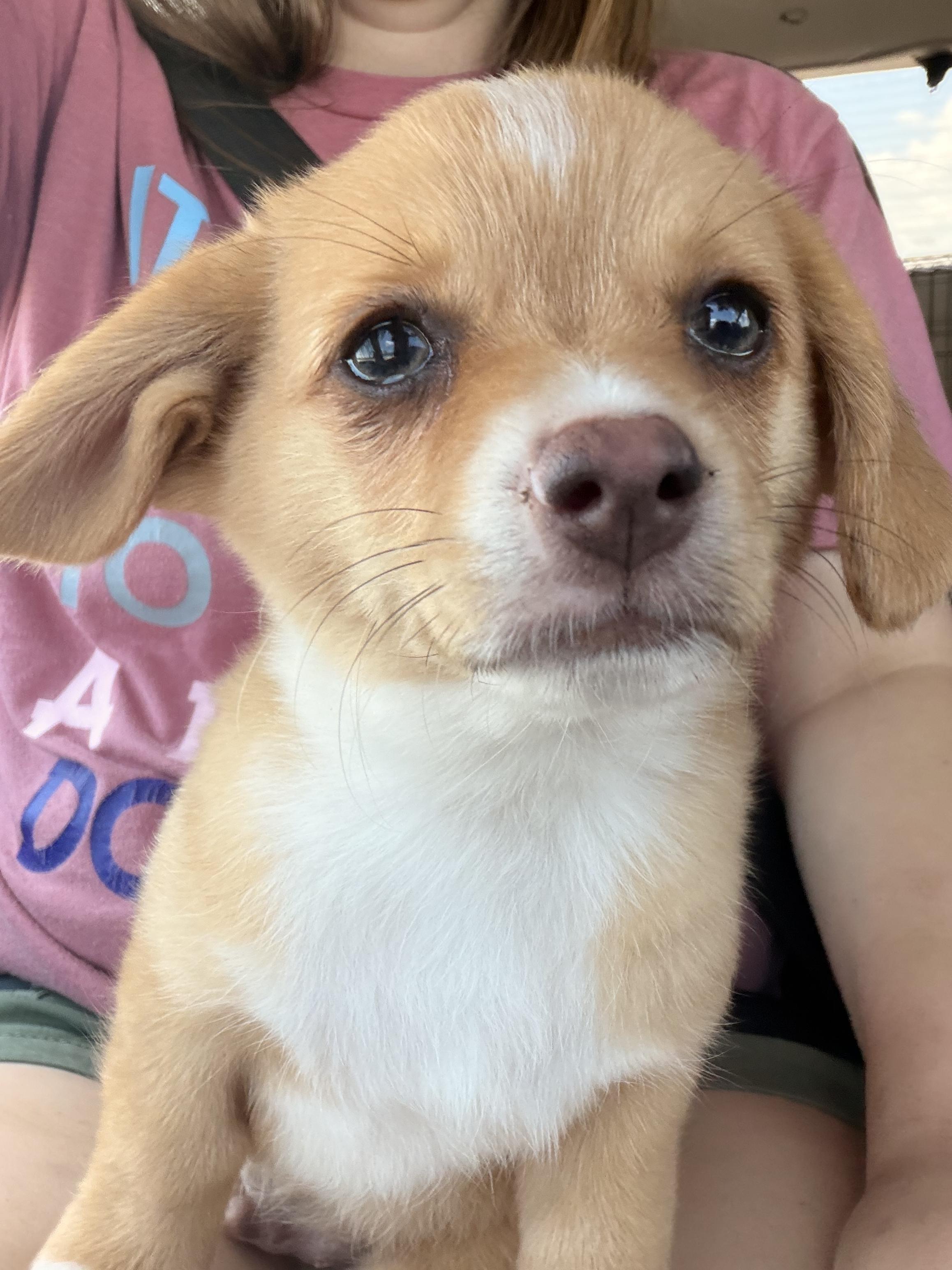 Tater, an adoptable Corgi in Byron, IL image 2/6