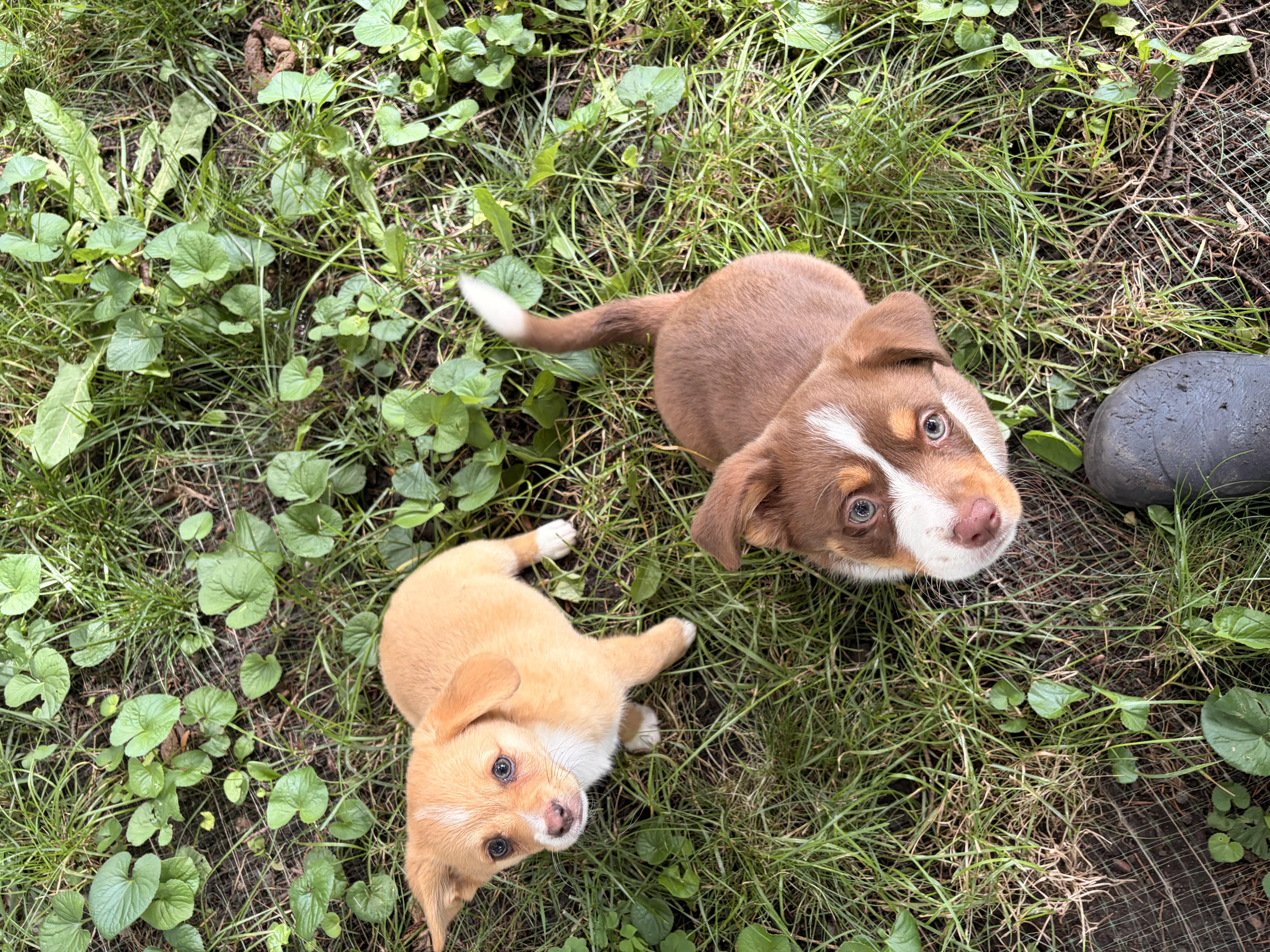 Tater, an adoptable Corgi in Byron, IL image 3/6
