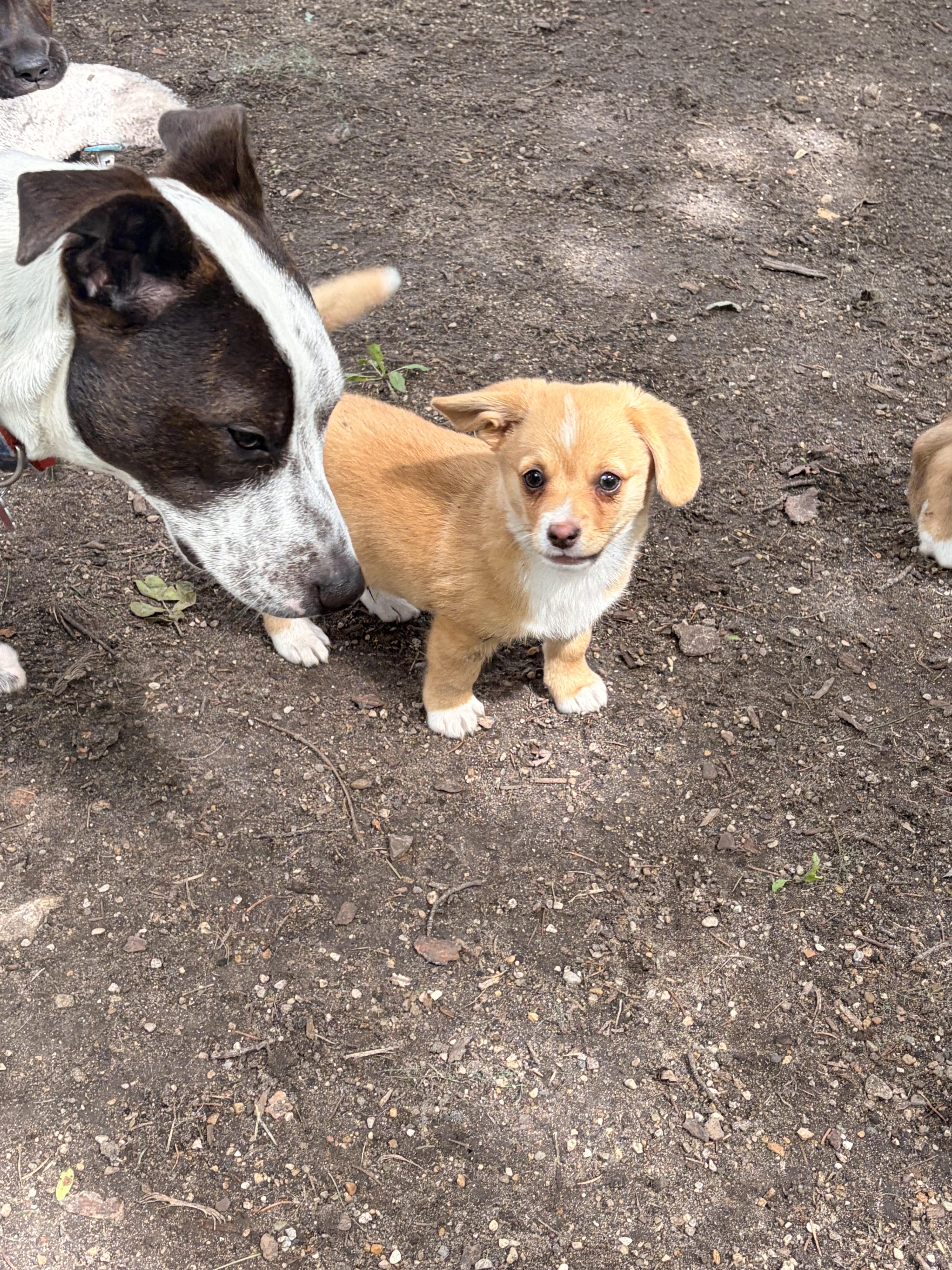 Tater, an adoptable Corgi in Byron, IL image 5/6