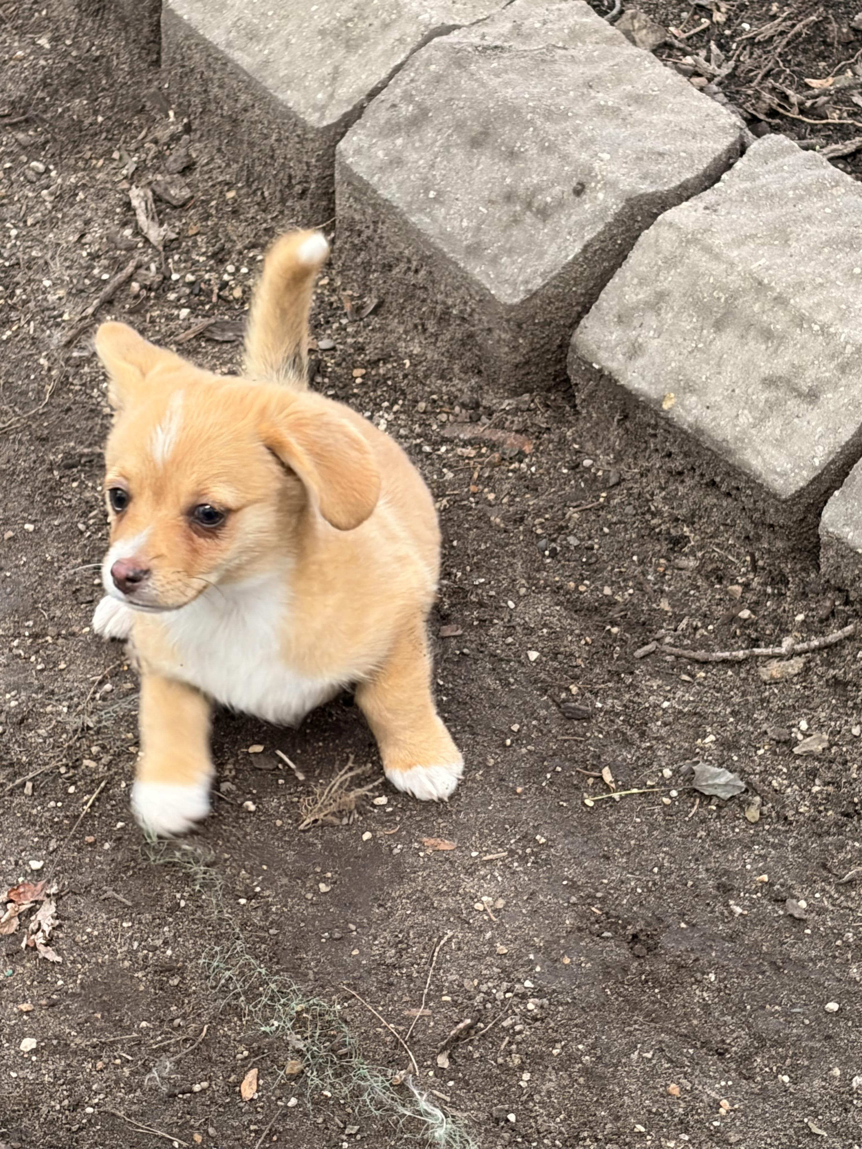 Tater, adoptable, Puppy Male Corgi.