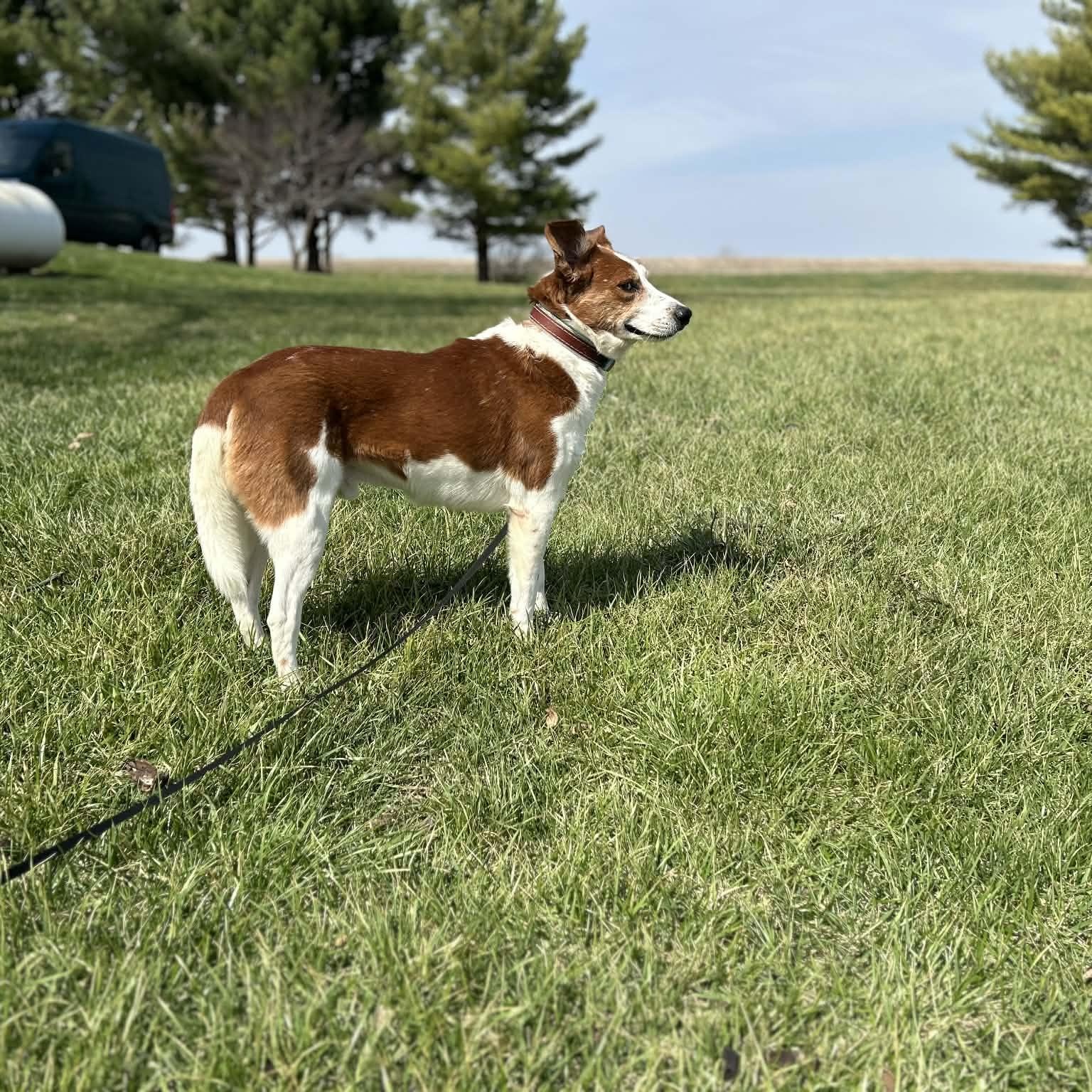 Enlarge Maynard (In Foster W/ Trainer), a ADOPTABLE mixed breed in Tremont, IL image 2/6