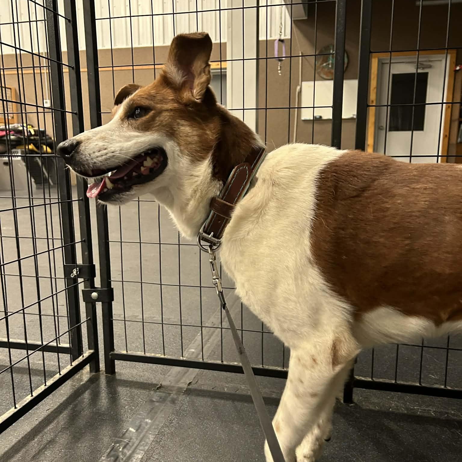 Enlarge Maynard (In Foster W/ Trainer), a ADOPTABLE mixed breed in Tremont, IL image 5/6