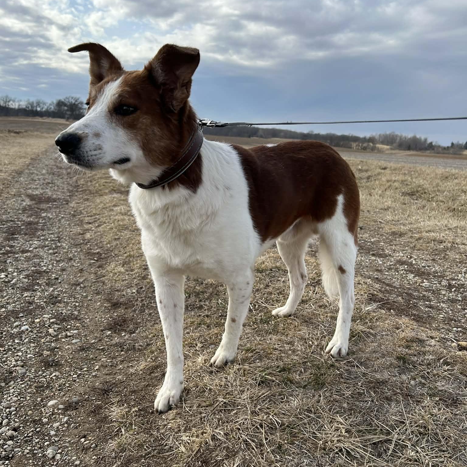 Maynard (In Foster W/ Trainer), ADOPTABLE, Adult Male Australian Cattle Dog / Blue Heeler & Collie.