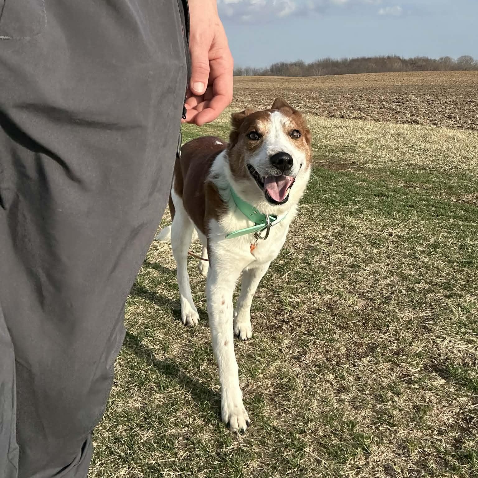 Enlarge Maynard (In Foster W/ Trainer), a ADOPTABLE mixed breed in Tremont, IL image 3/6