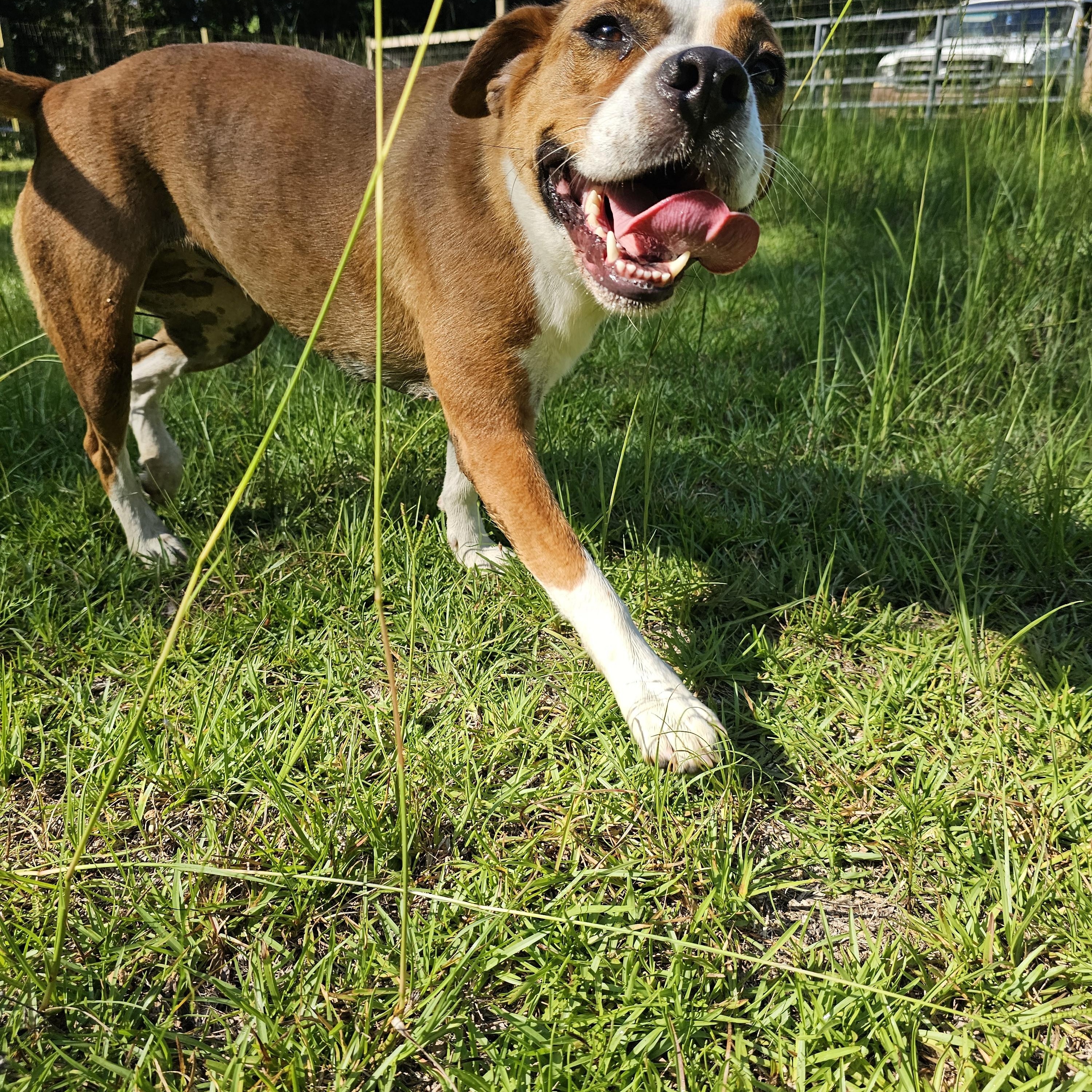 Bonnie, Adoptable, Young Female Boxer.