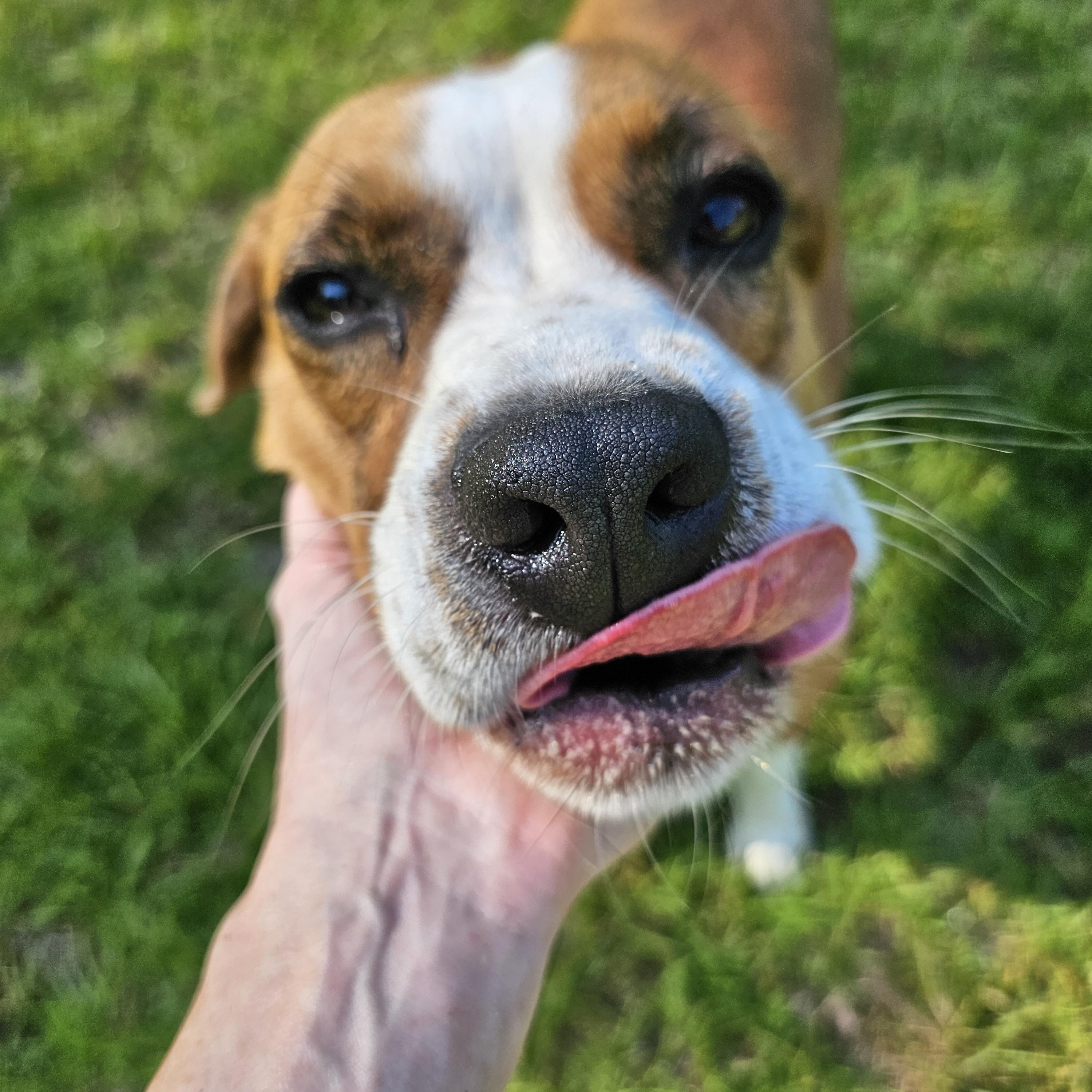 Bonnie, a Adoptable mixed breed in Orangeburg, SC image 6/6