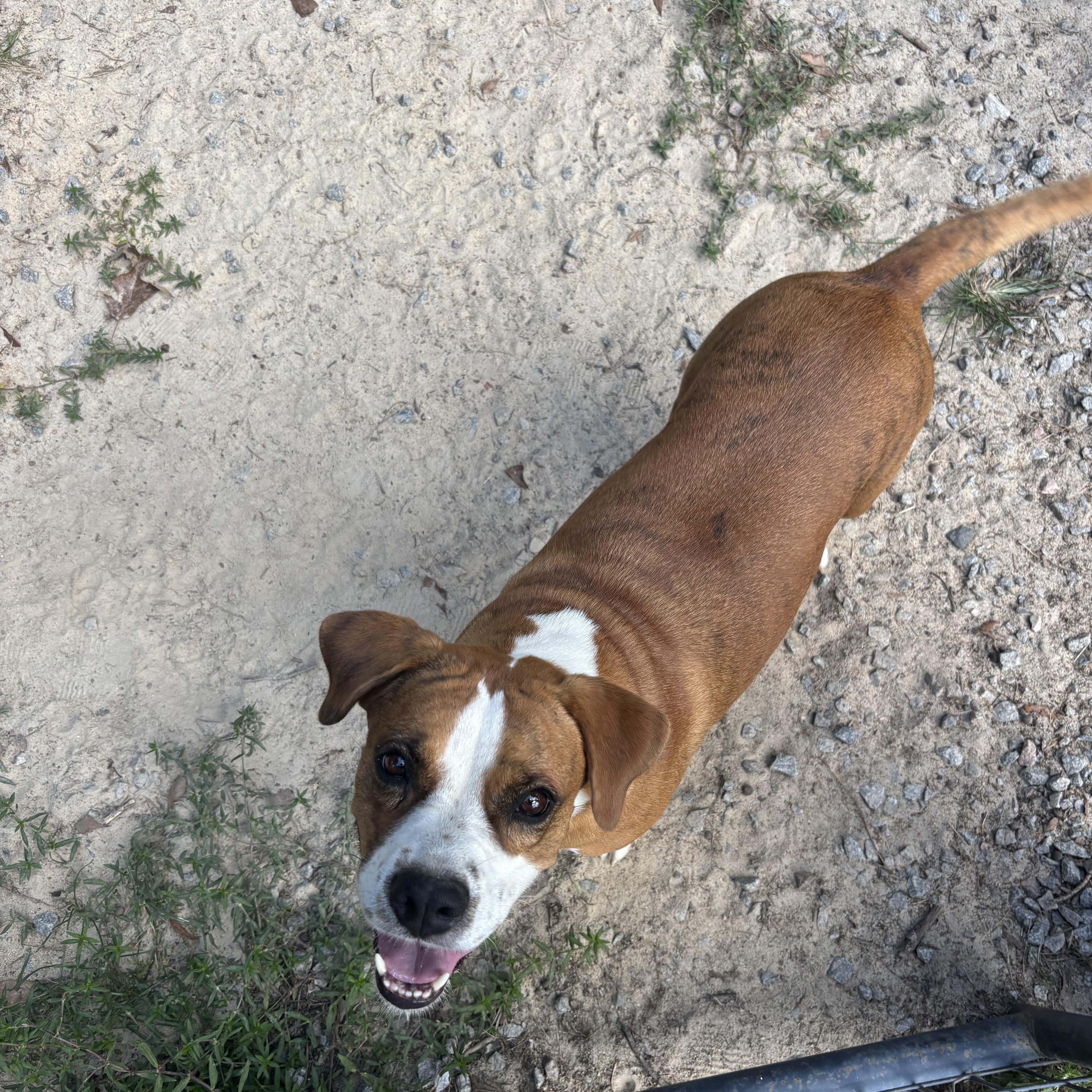 Enlarge Bonnie, a Adoptable mixed breed in Orangeburg, SC image 6/6