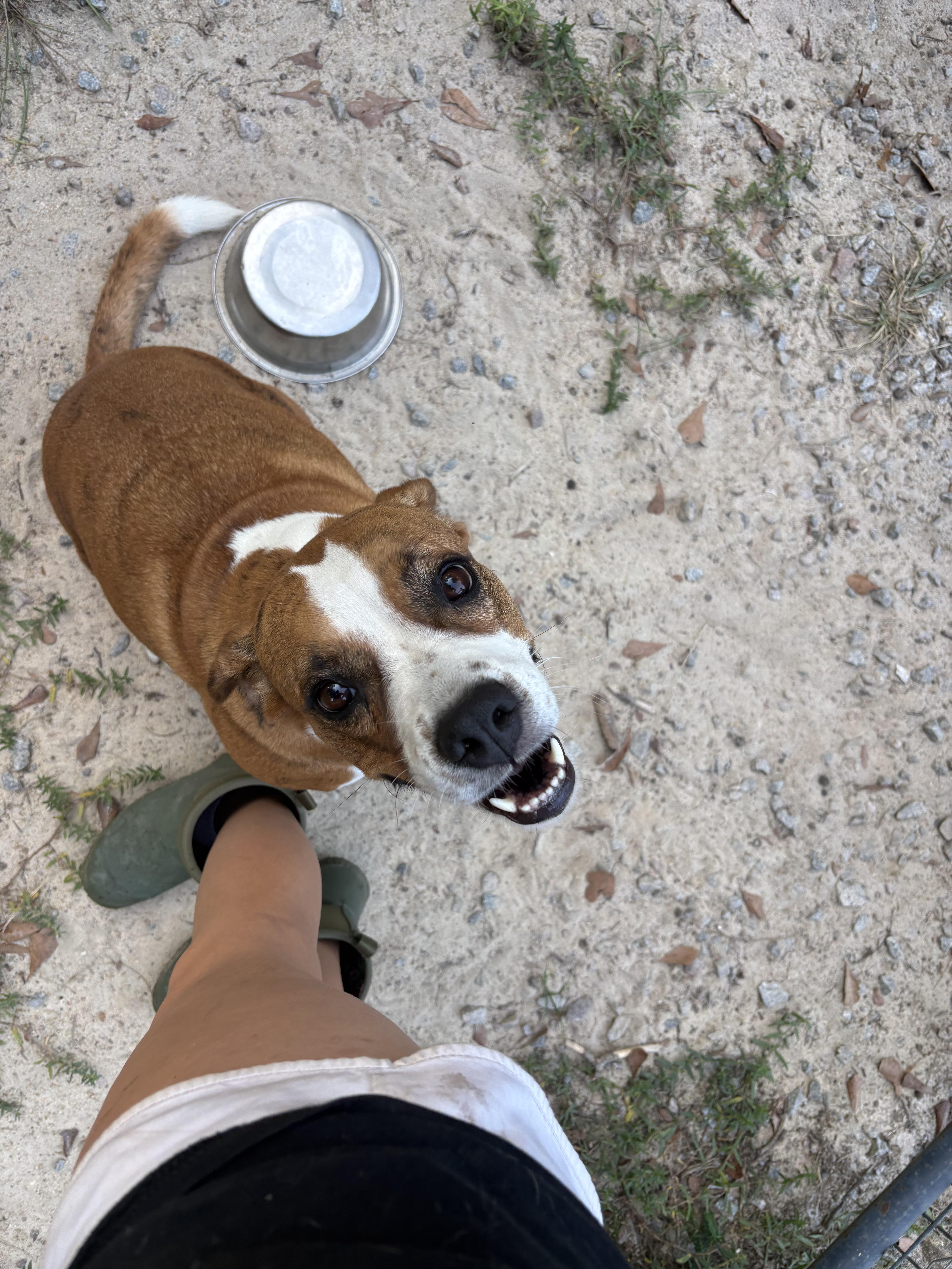 Enlarge Bonnie, a Adoptable mixed breed in Orangeburg, SC image 6/6