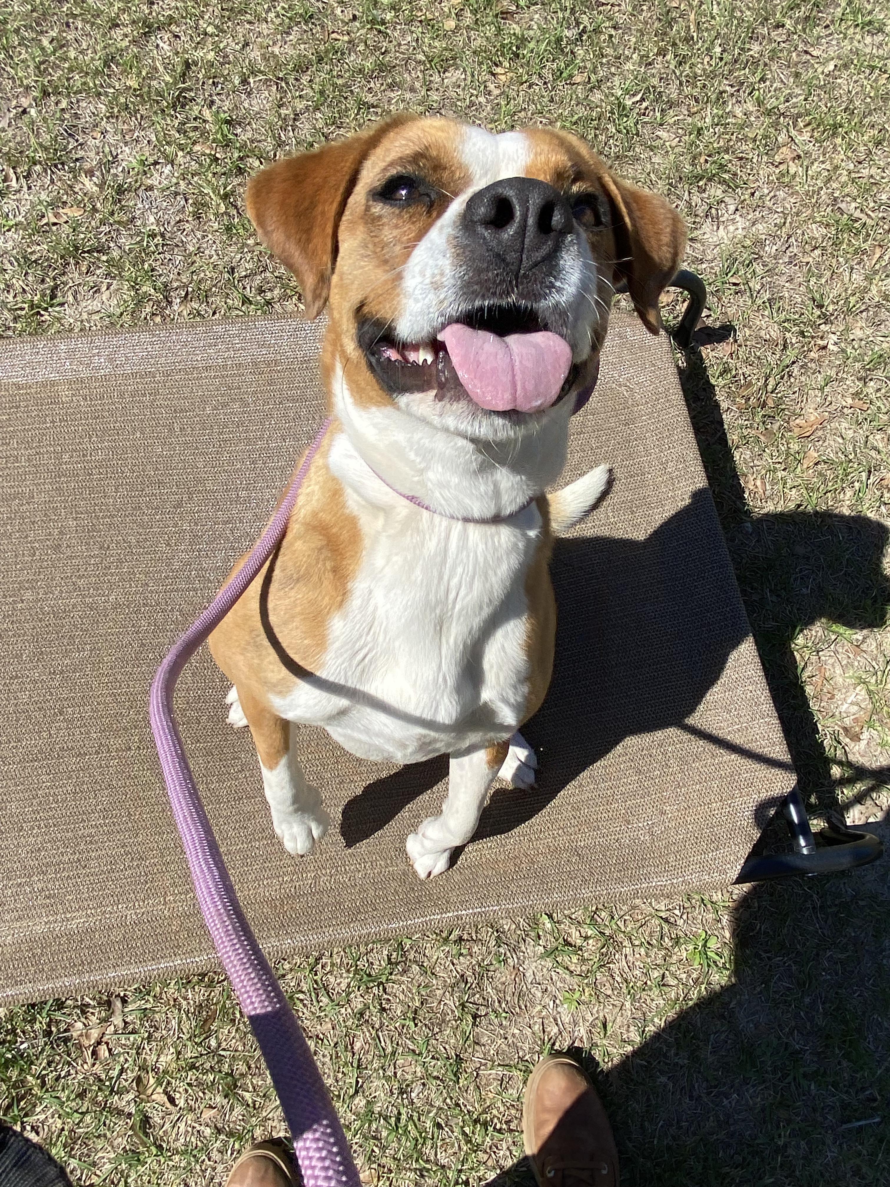 Bonnie, a Adoptable mixed breed in Orangeburg, SC image 4/6
