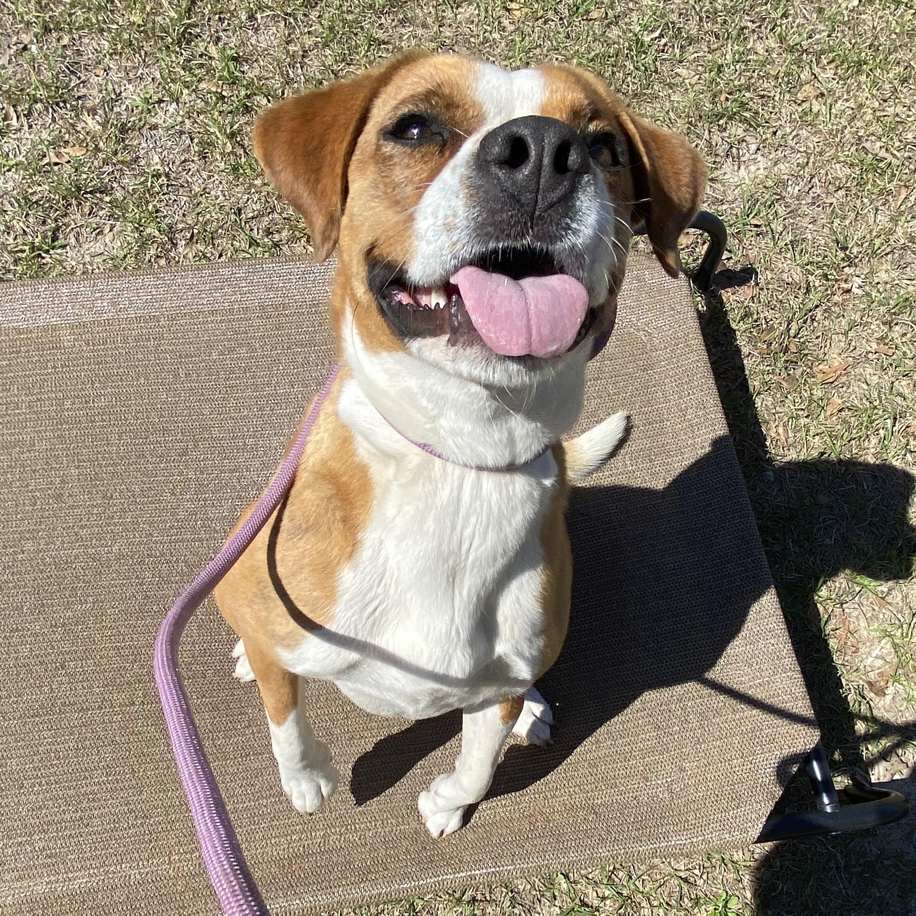 Enlarge Bonnie, a Adoptable mixed breed in Orangeburg, SC image 2/6
