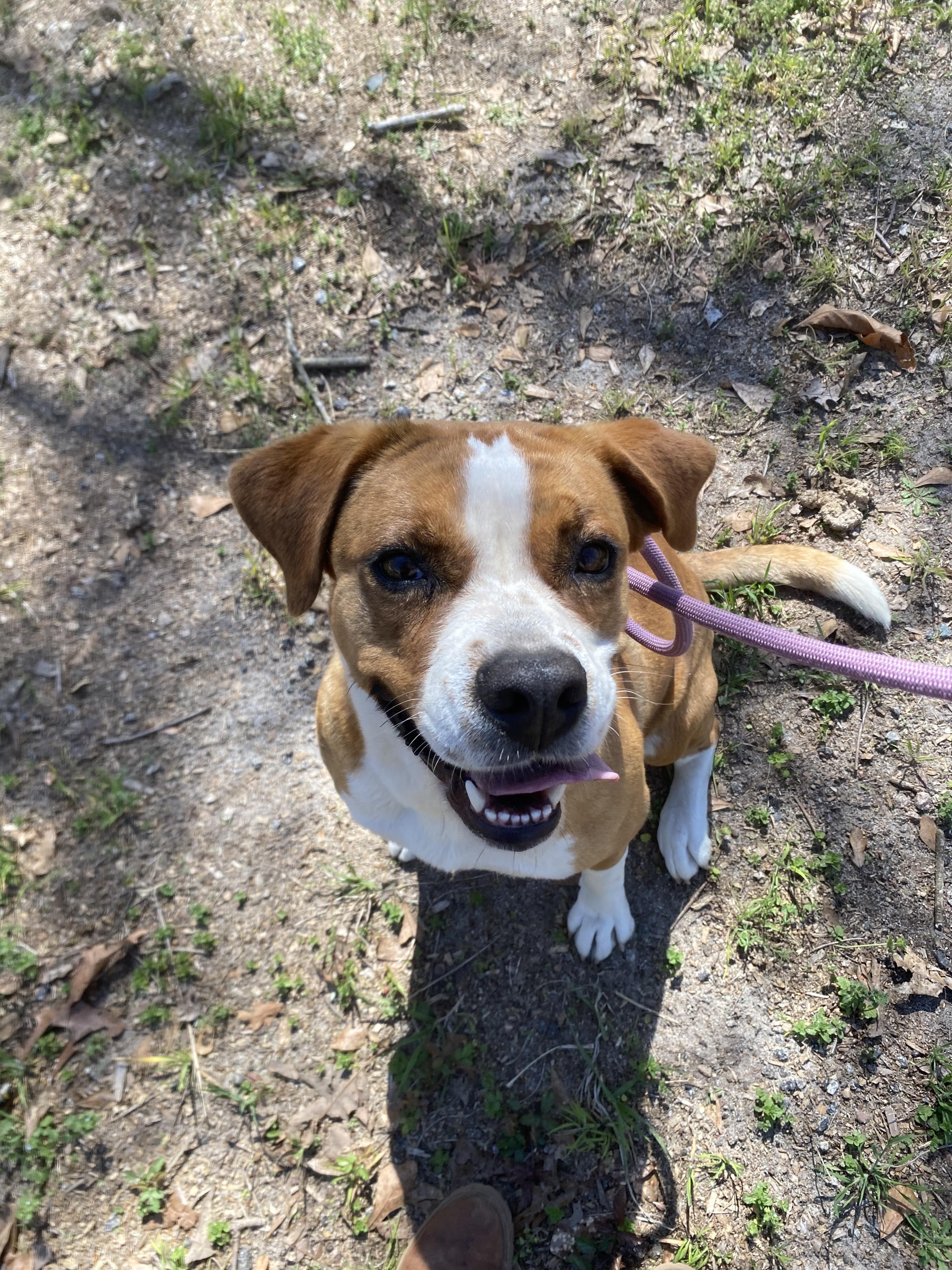 Bonnie, a Adoptable mixed breed in Orangeburg, SC image 5/6