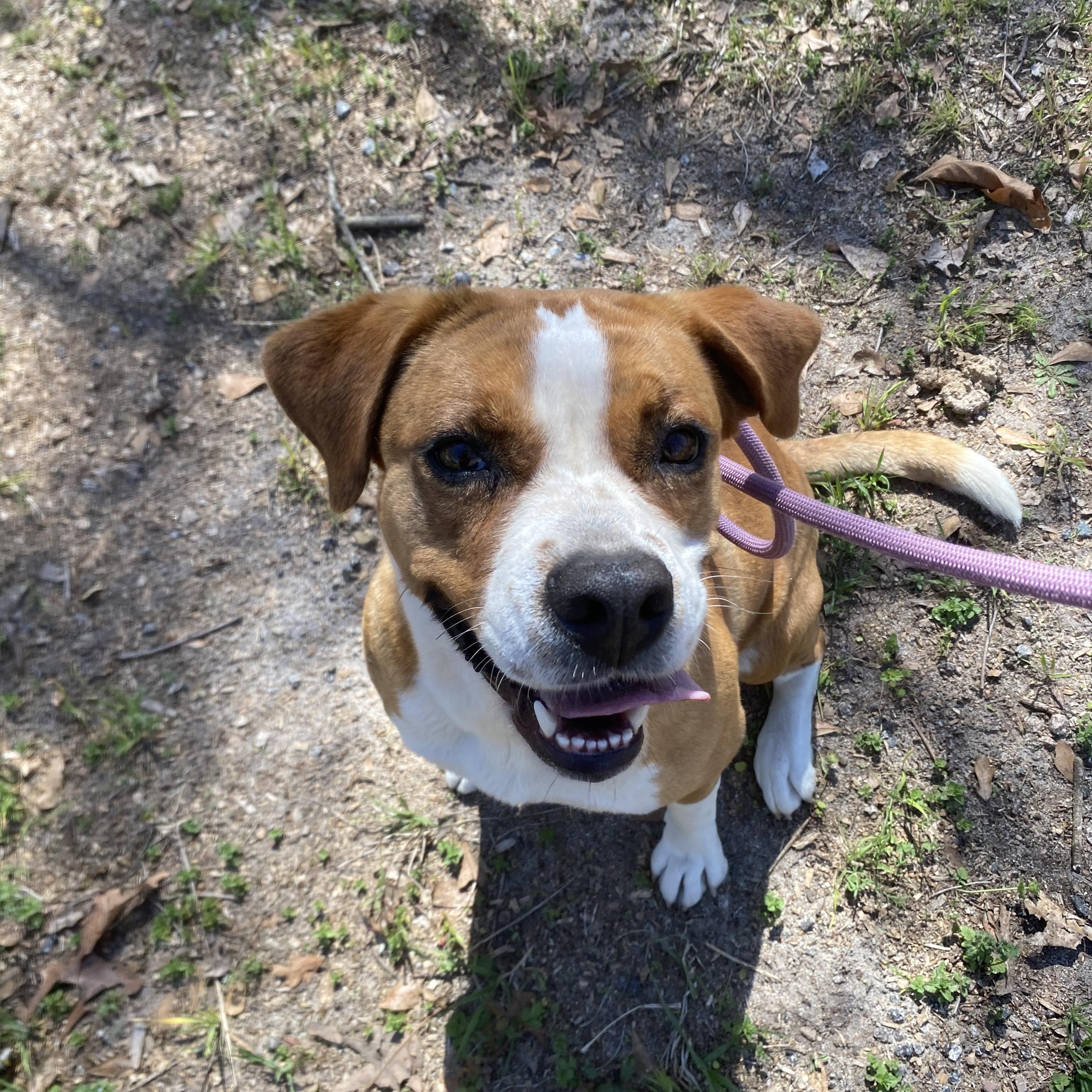 Enlarge Bonnie, a Adoptable mixed breed in Orangeburg, SC image 3/6