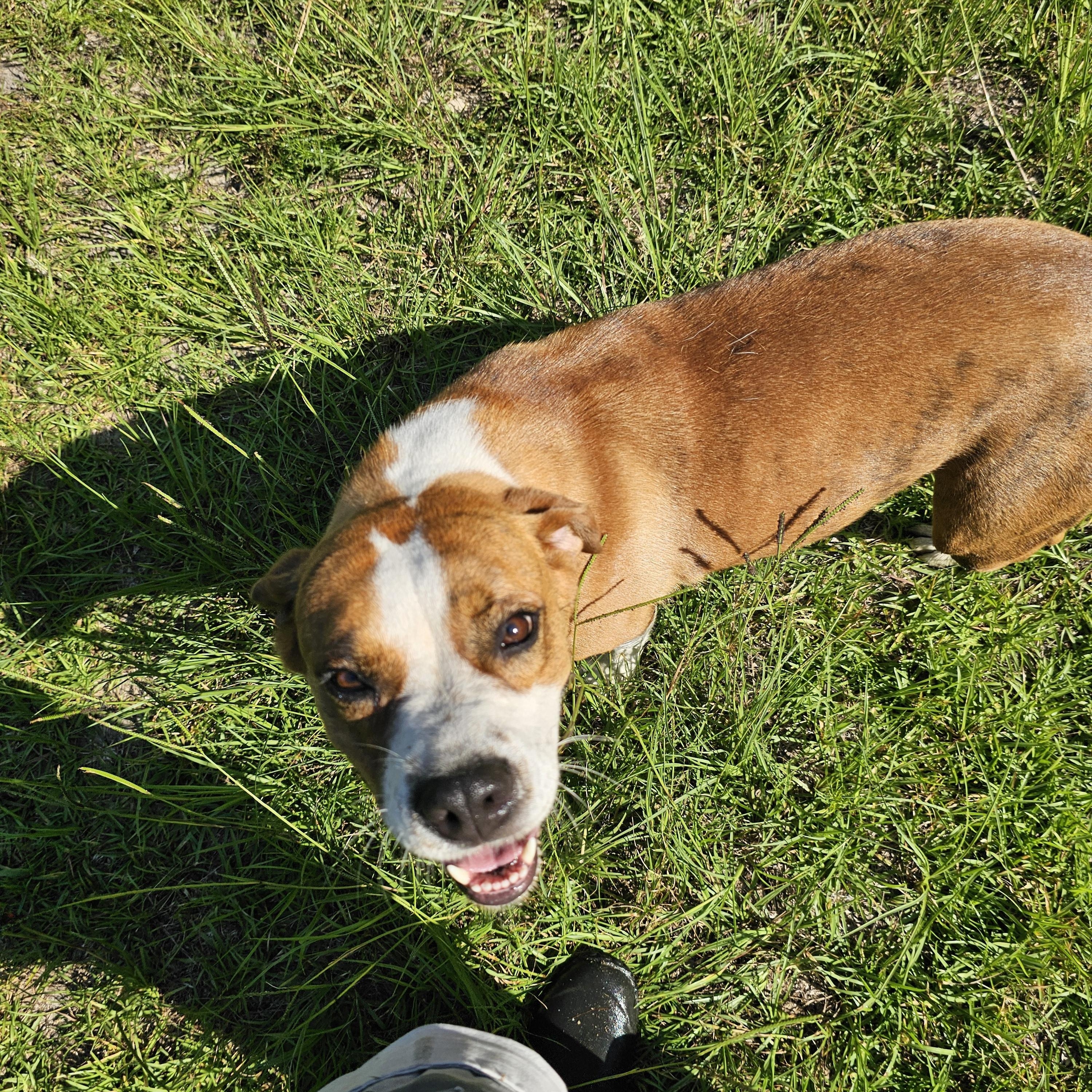 Bonnie, a Adoptable mixed breed in Orangeburg, SC image 3/6