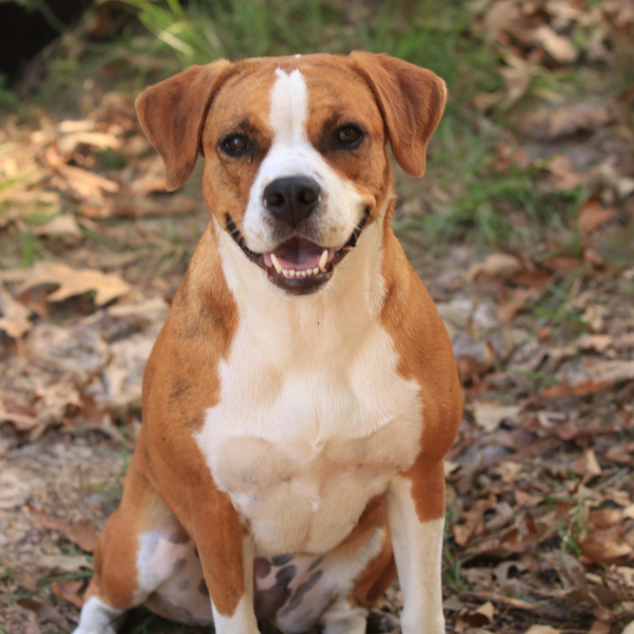 Bonnie, Adoptable, Adult Female Boxer & Mixed Breed.
