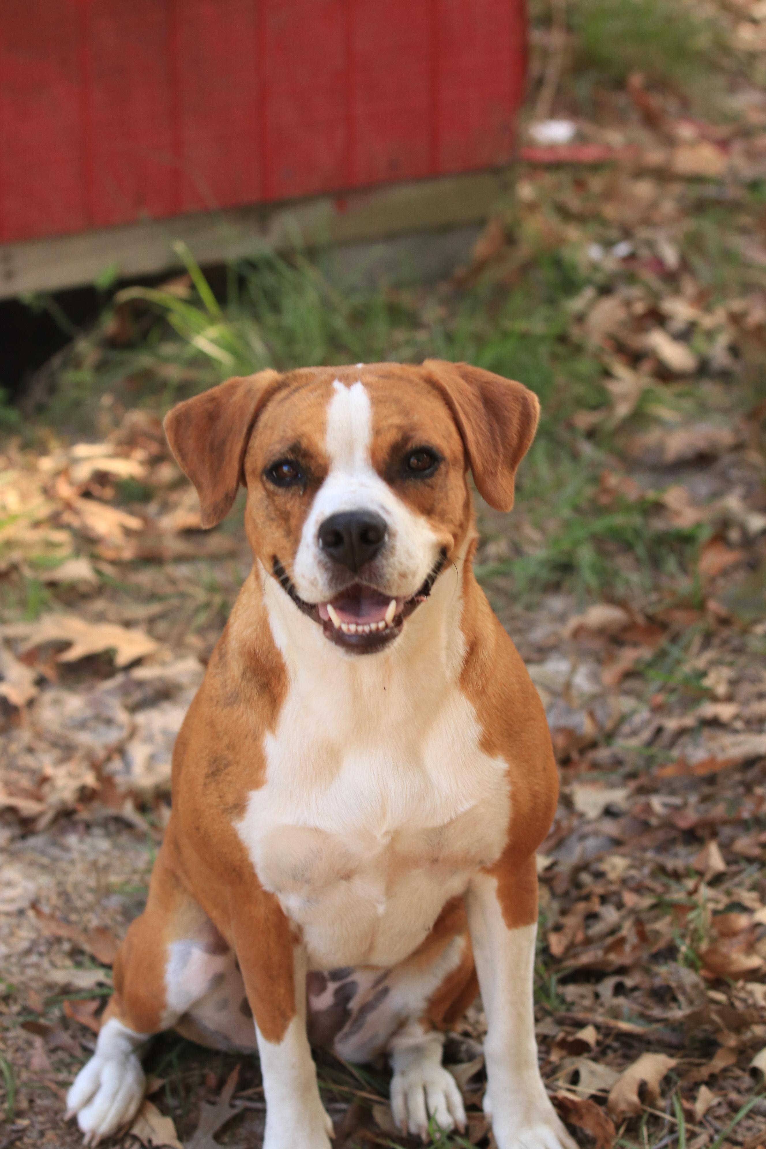 Bonnie, a Adoptable mixed breed in Orangeburg, SC image 2/6