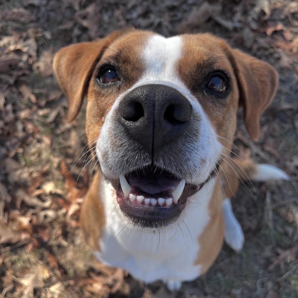 Enlarge Bonnie, a Adoptable mixed breed in Orangeburg, SC image 5/6