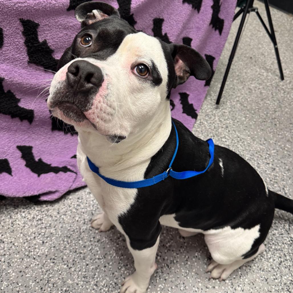 Bones, Adoptable, Young Male Pit Bull Terrier & English Bulldog.