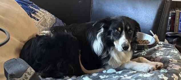 Enlarge Alvin Michael, a Adoptable Australian Shepherd in Arlington, TX image 1/6